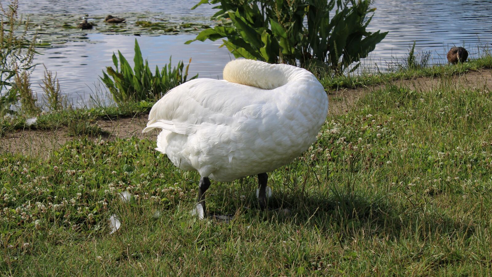 Canon EOS 2000D (EOS Rebel T7 / EOS Kiss X90 / EOS 1500D) sample photo. Swan, animal, nature photography