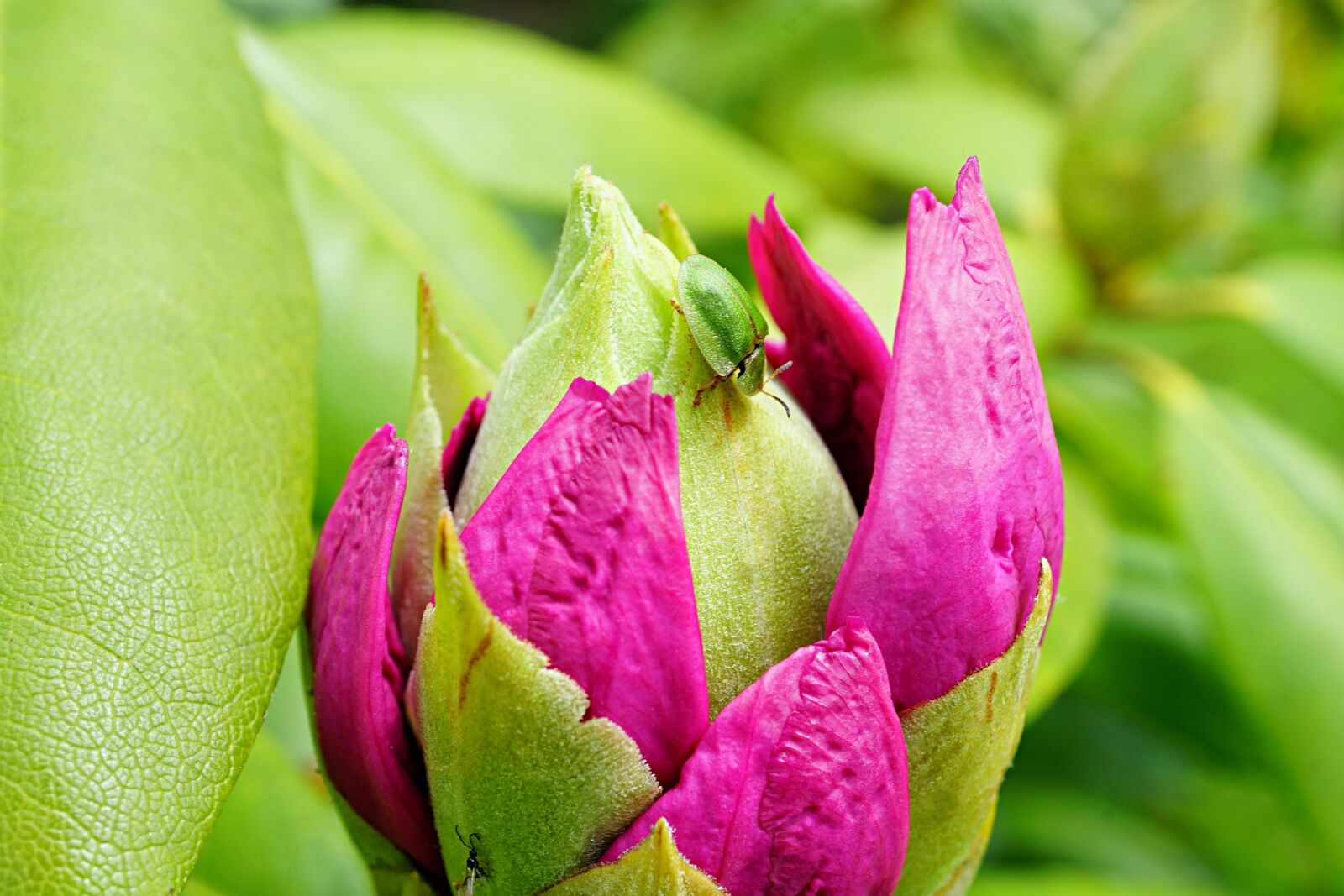 Sony a7 II + Sony E 30mm F3.5 Macro sample photo. Bug, bud, peony photography