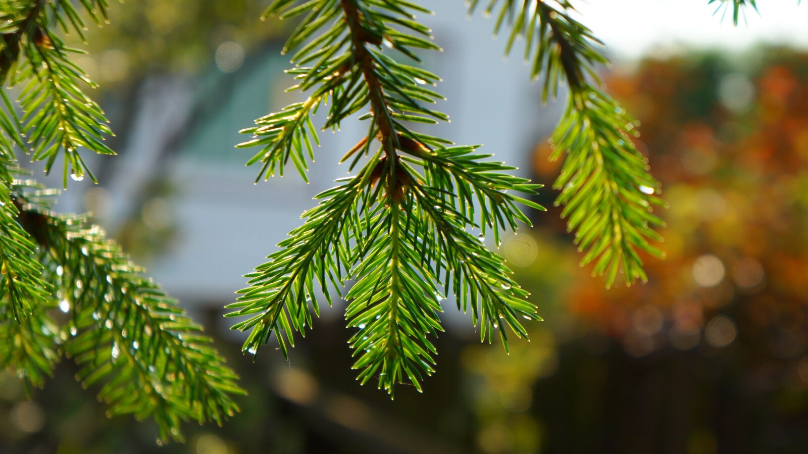 Sony Alpha a3000 + Sony E 18-55mm F3.5-5.6 OSS sample photo. Nature, plants, iglak photography