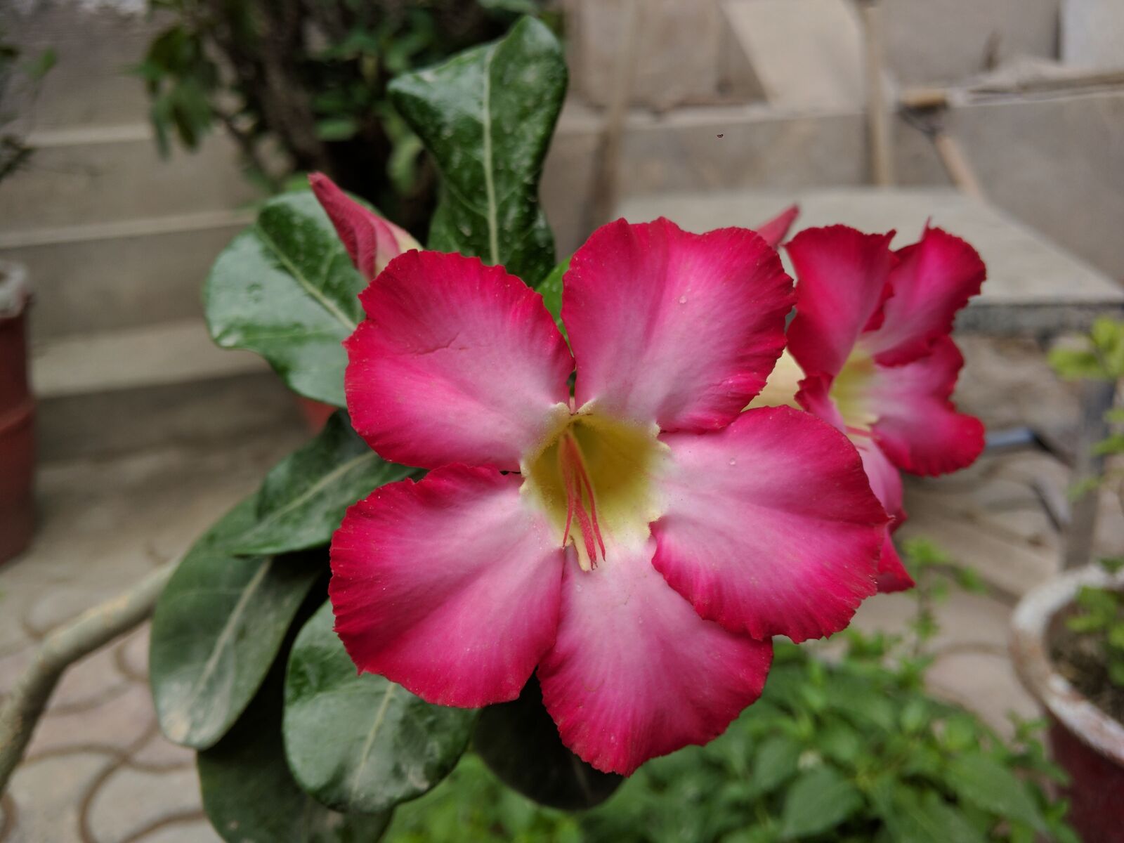 Motorola Nexus 6 sample photo. Flower, garden, flora photography