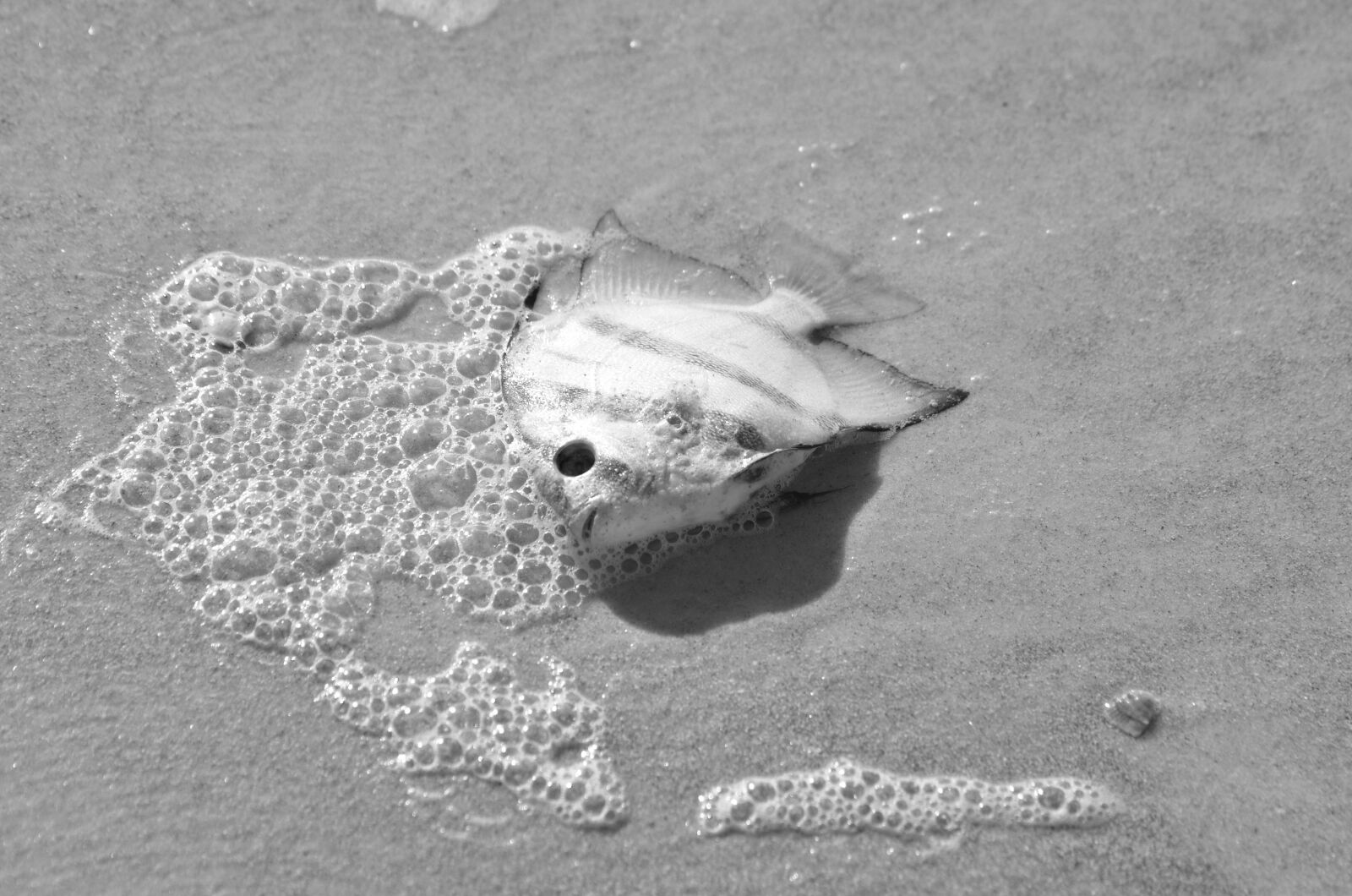 Nikon D7000 sample photo. Fish, dead, ocean photography