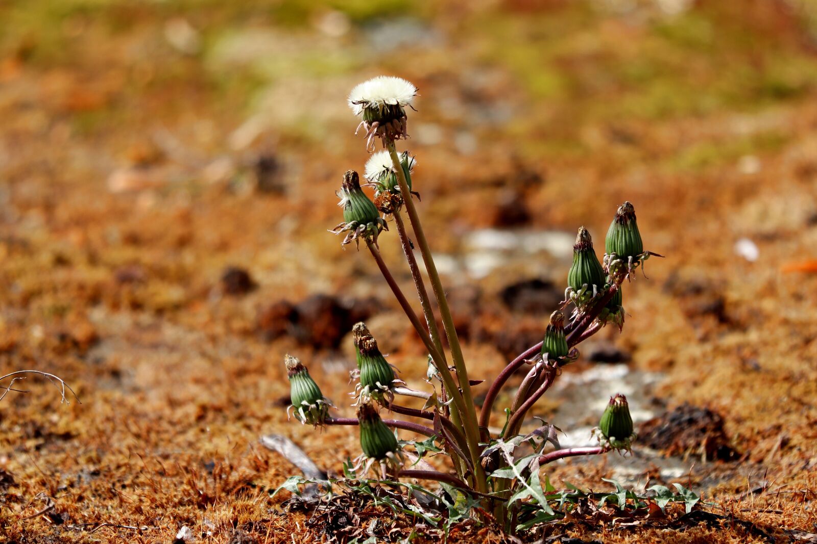 Canon EOS 77D (EOS 9000D / EOS 770D) sample photo. Dandelion, flower, seeds photography