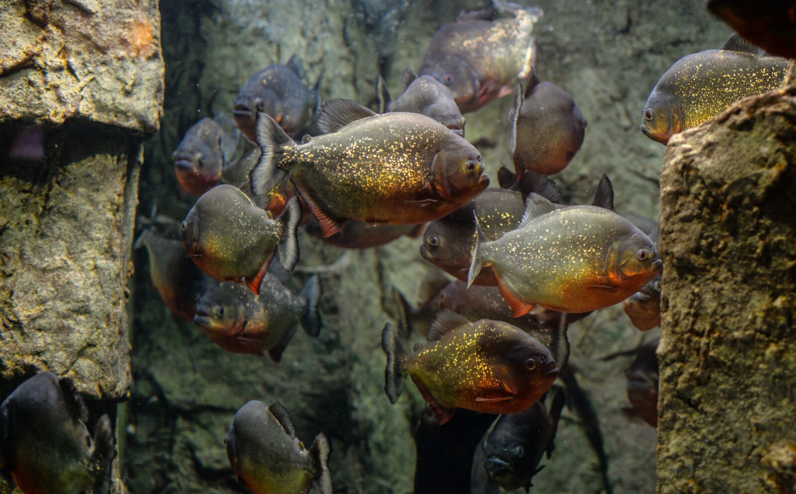Nikon D610 sample photo. Piranhas, fish, aquarium photography