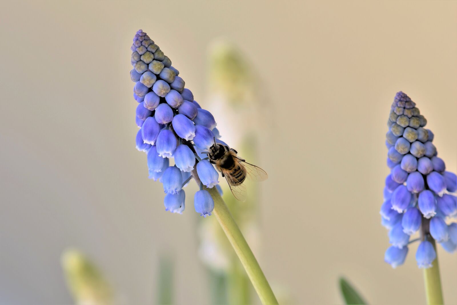 Nikon D5500 sample photo. Bee, animal, nature photography
