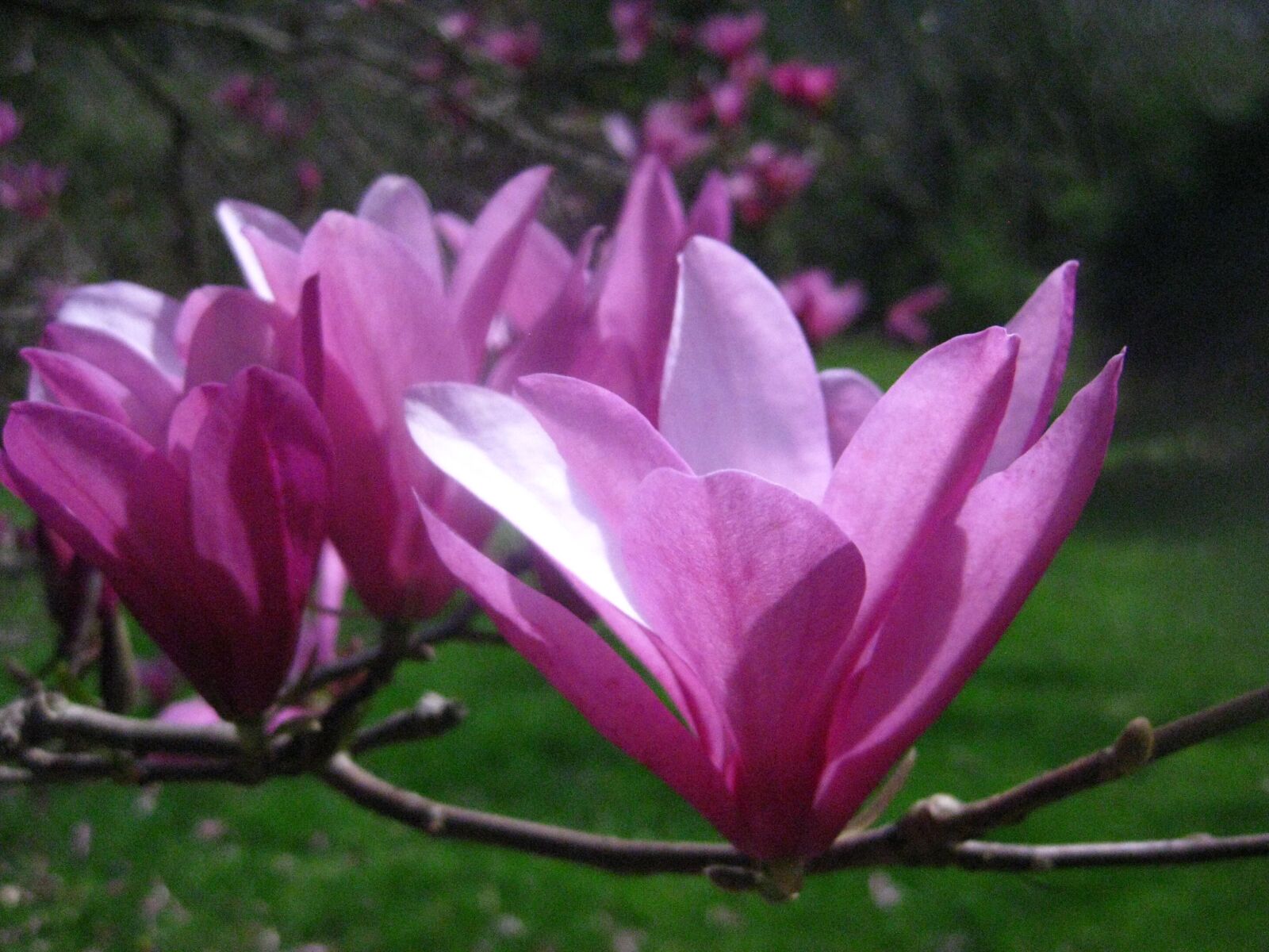 Canon PowerShot SD1100 IS (Digital IXUS 80 IS / IXY Digital 20 IS) sample photo. Magnolia, blossom, pink photography