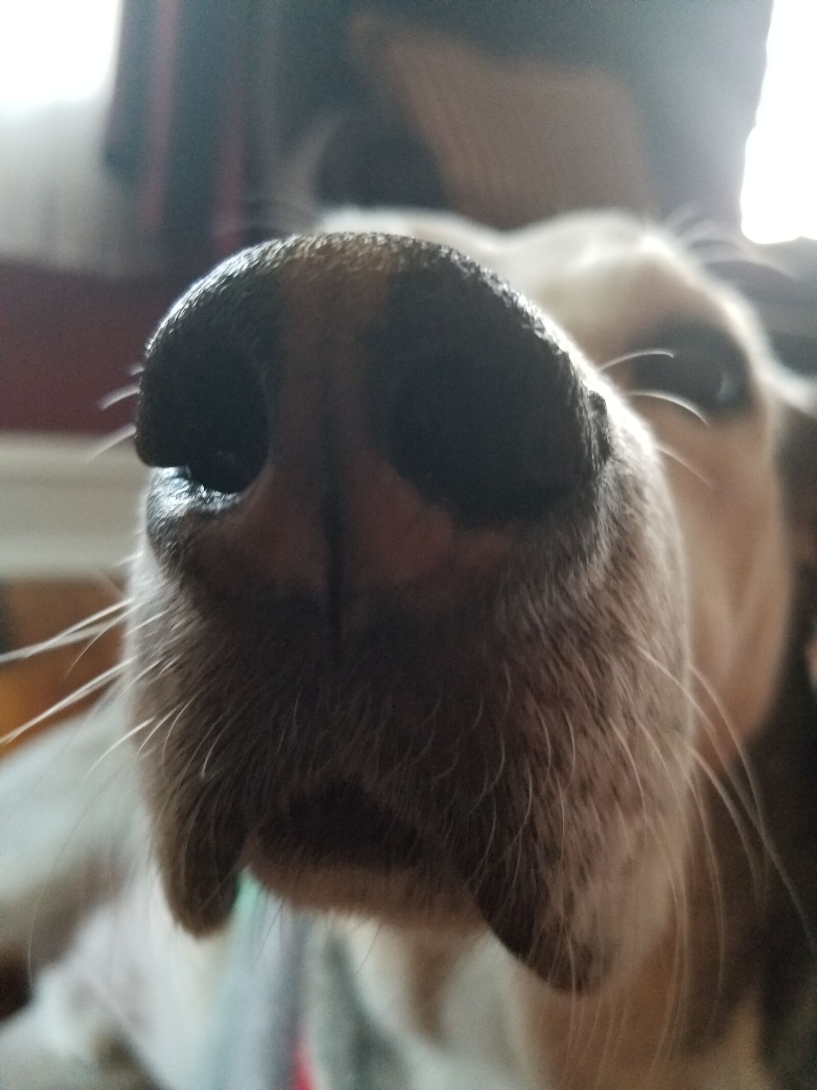 Samsung Galaxy S8 sample photo. Dog, senior dog, old photography