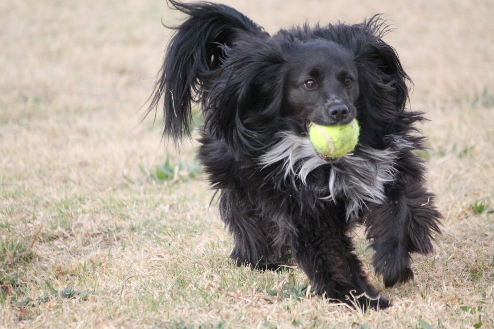 Canon EOS 1100D (EOS Rebel T3 / EOS Kiss X50) sample photo. Dog, small, cute photography