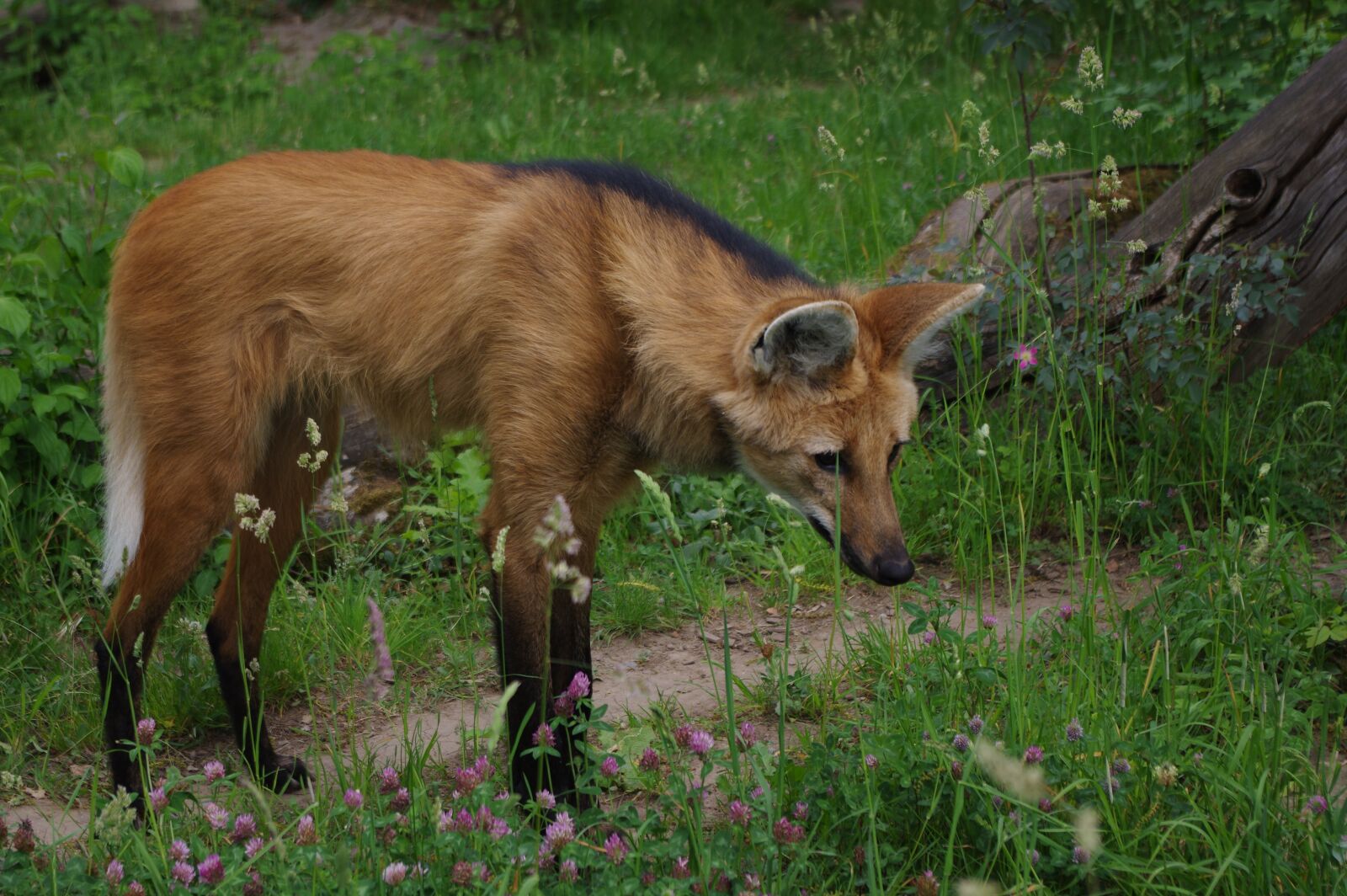 Pentax K-3 sample photo. Fuchs, fur, forest photography
