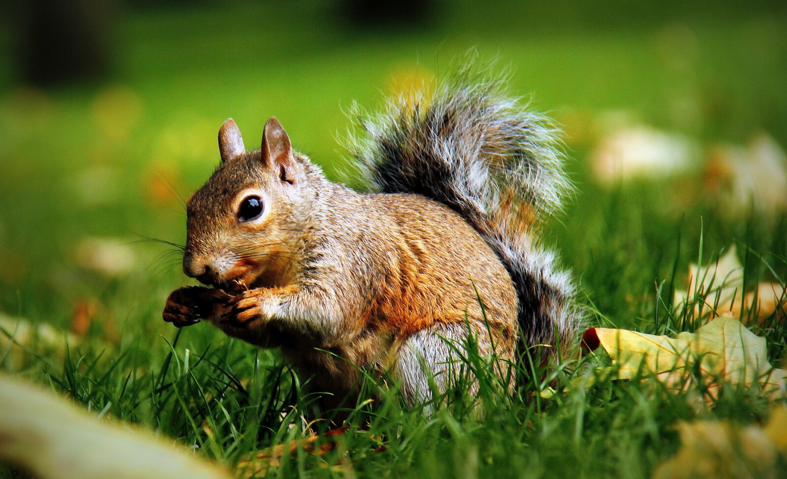 Canon EOS 7D sample photo. Squirrel, animal, rodent photography