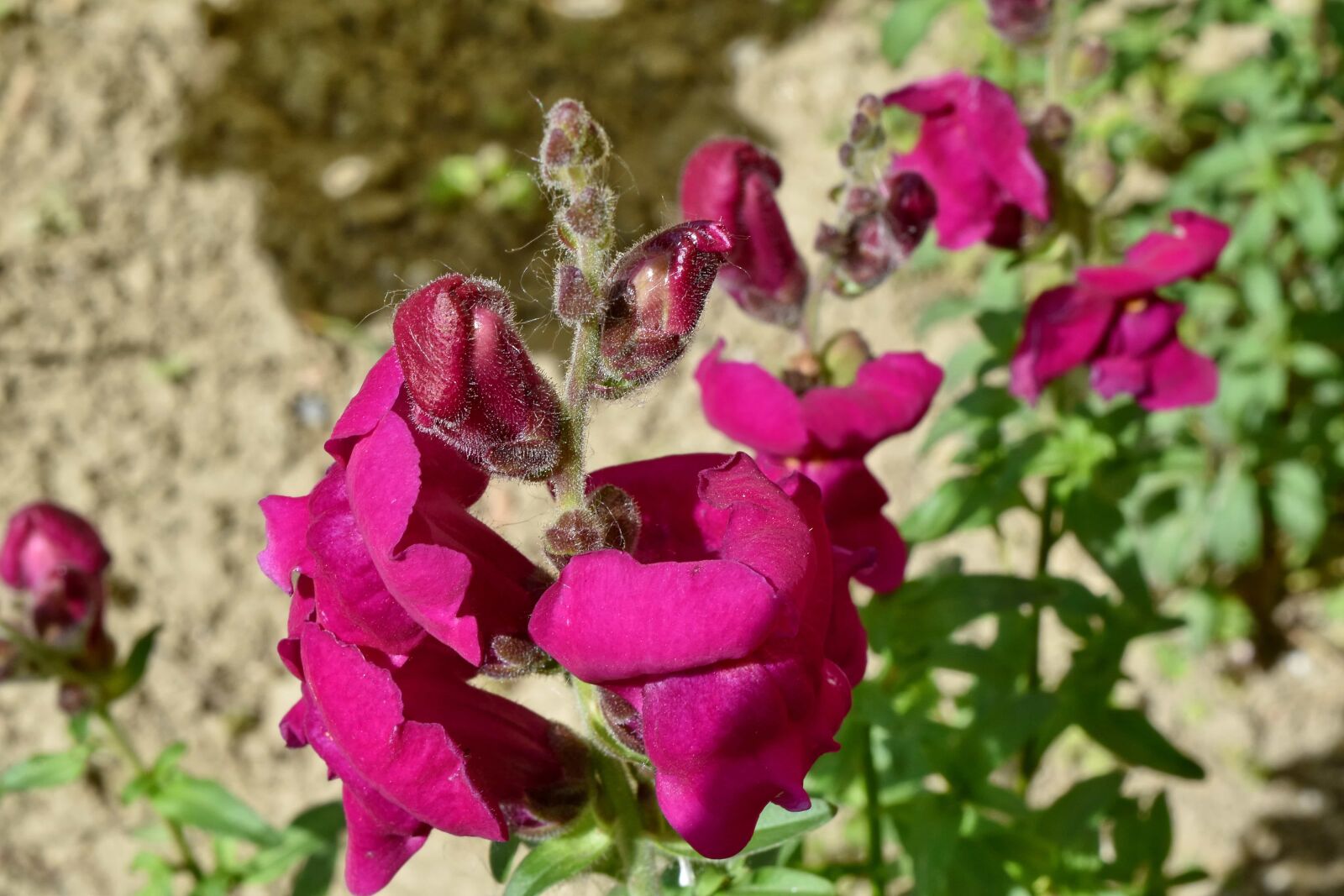 Nikon D5500 sample photo. Horticulture, purple, spring time photography