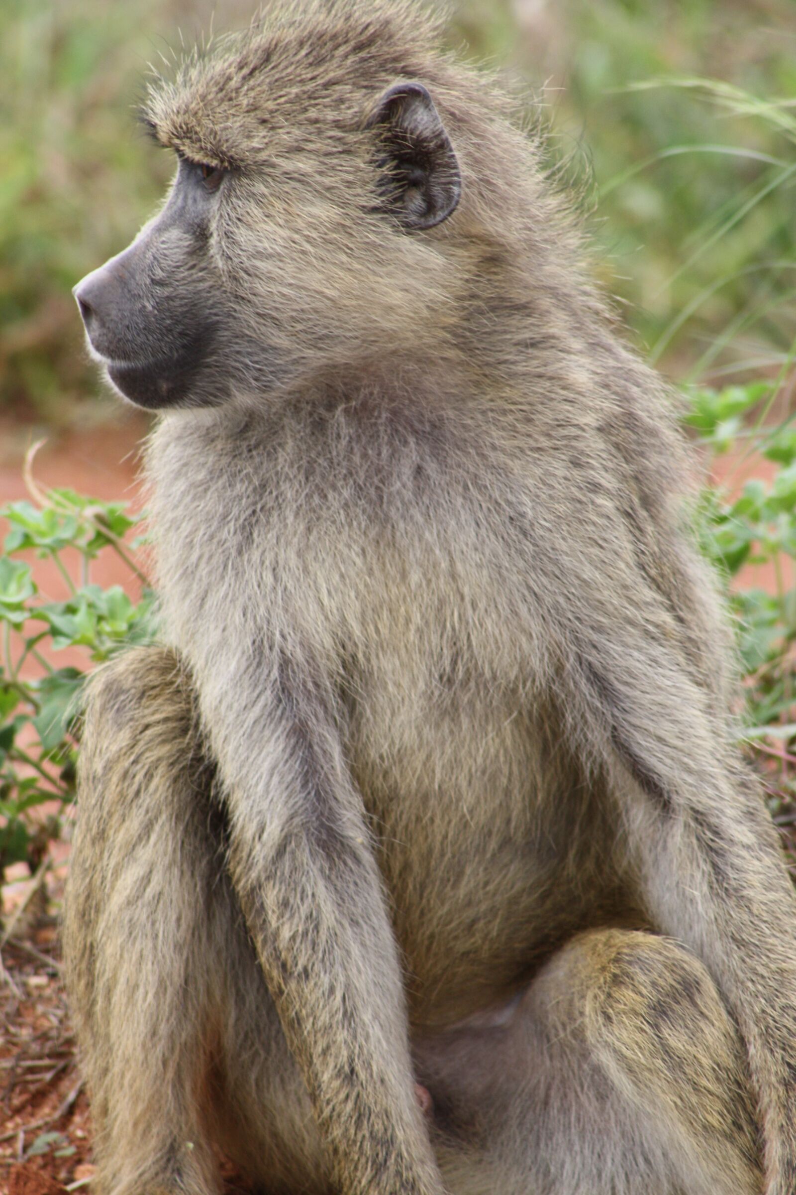 Canon EOS 1000D (EOS Digital Rebel XS / EOS Kiss F) sample photo. Monkey, africa, safari photography