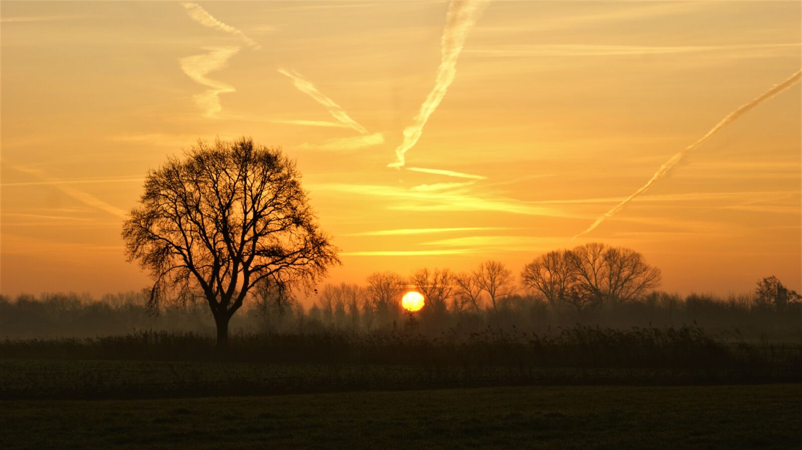 Sony Alpha DSLR-A350 sample photo. Tree, nature, sunrise photography