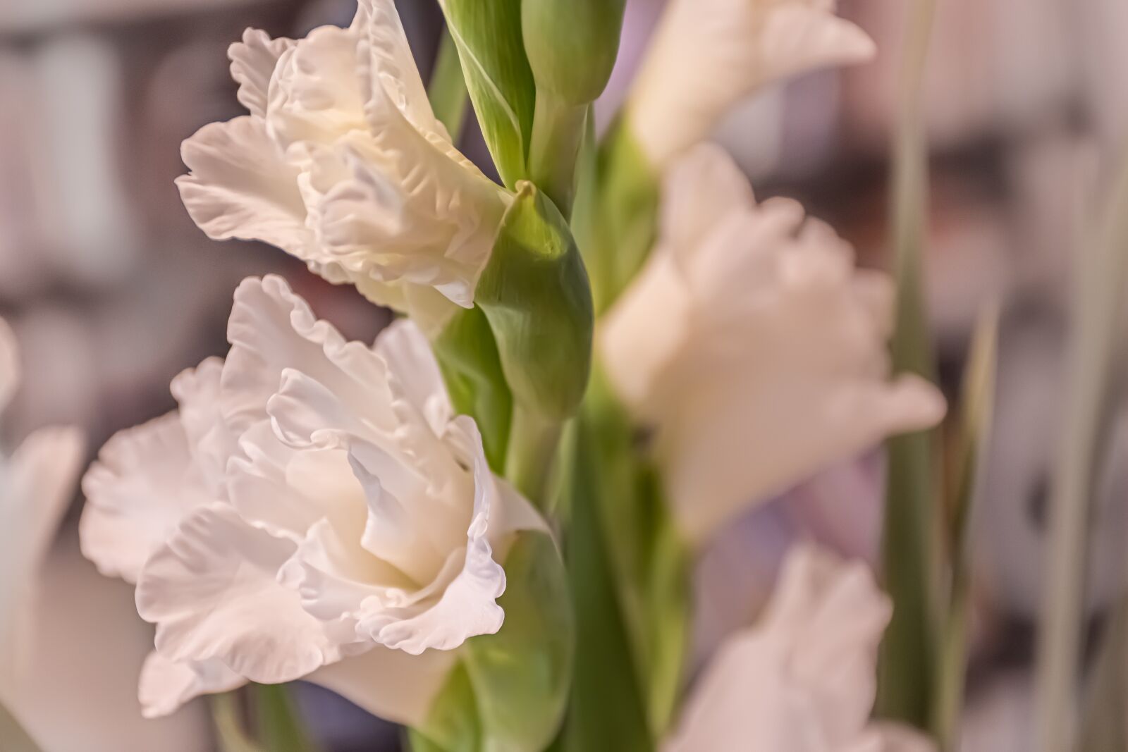 Nikon D5600 sample photo. Just flowers, gladiolus, clarity photography