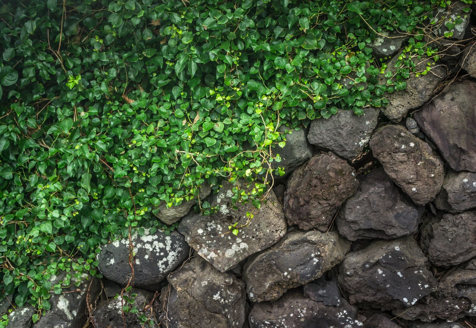 Sony Alpha NEX-5N sample photo. Ivy, wall, the leaves photography