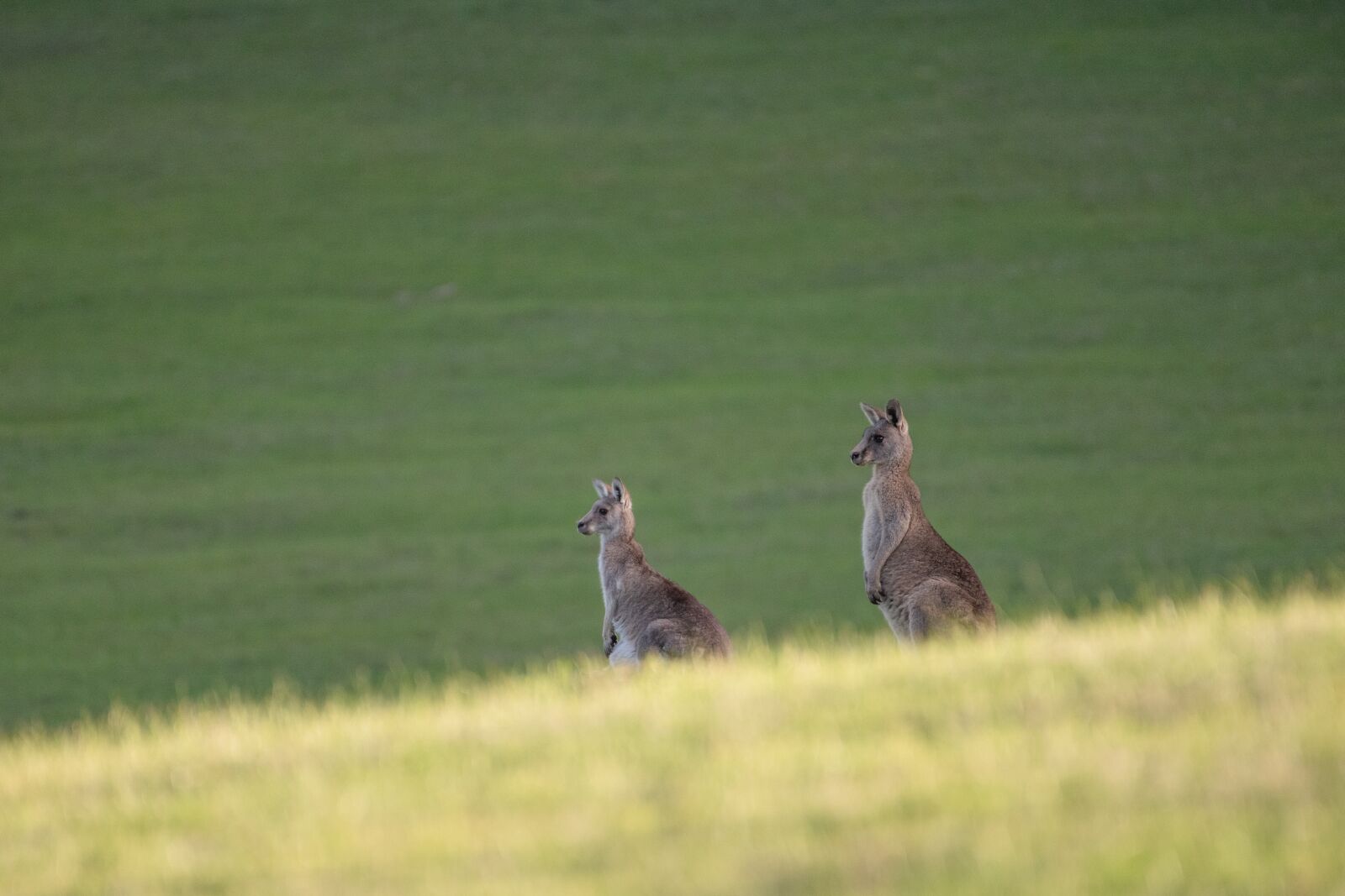 Nikon D750 sample photo. Eastern grey kangaroo, kangaroo photography