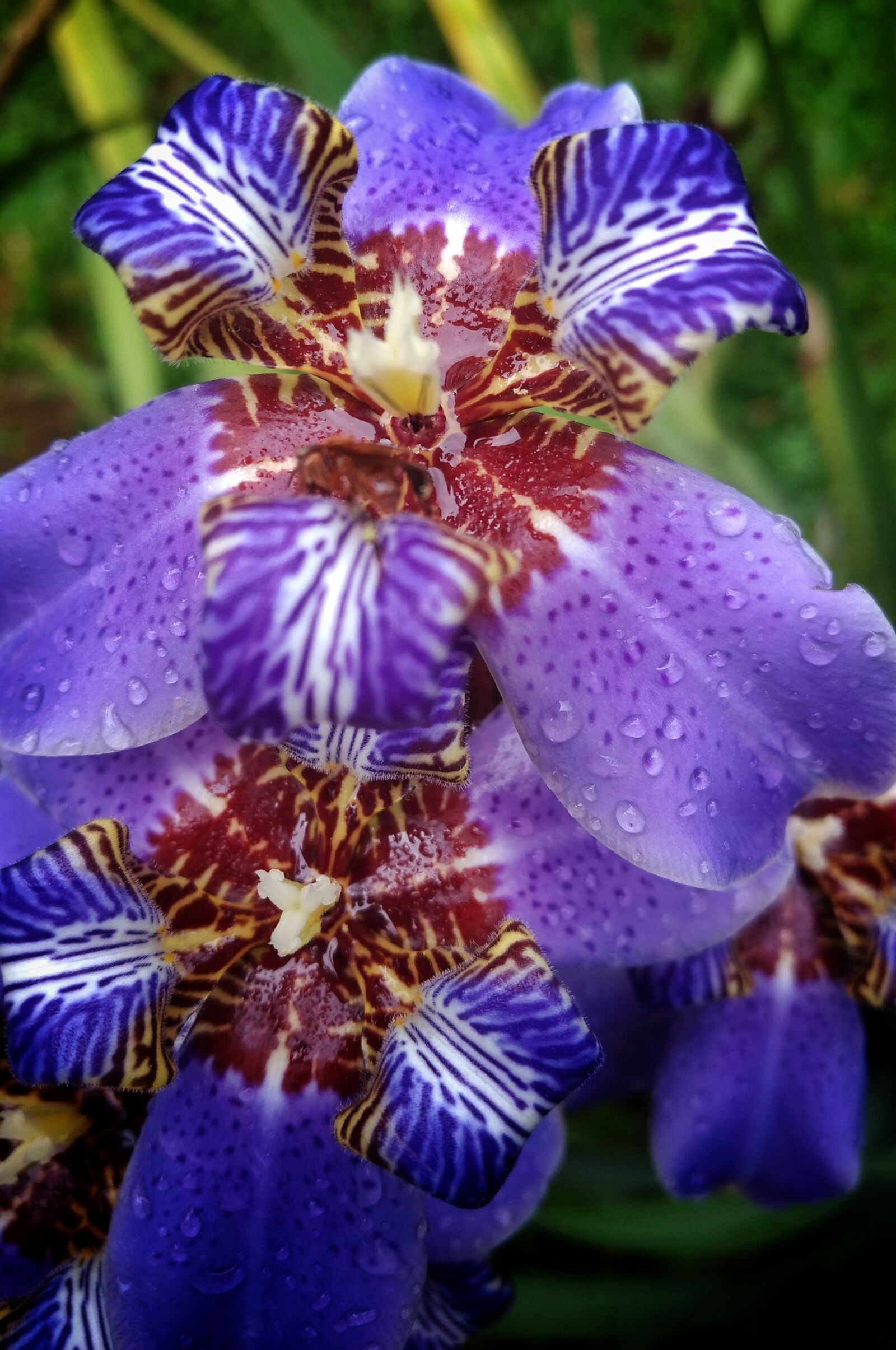 Motorola Moto G (4) sample photo. Flower photography