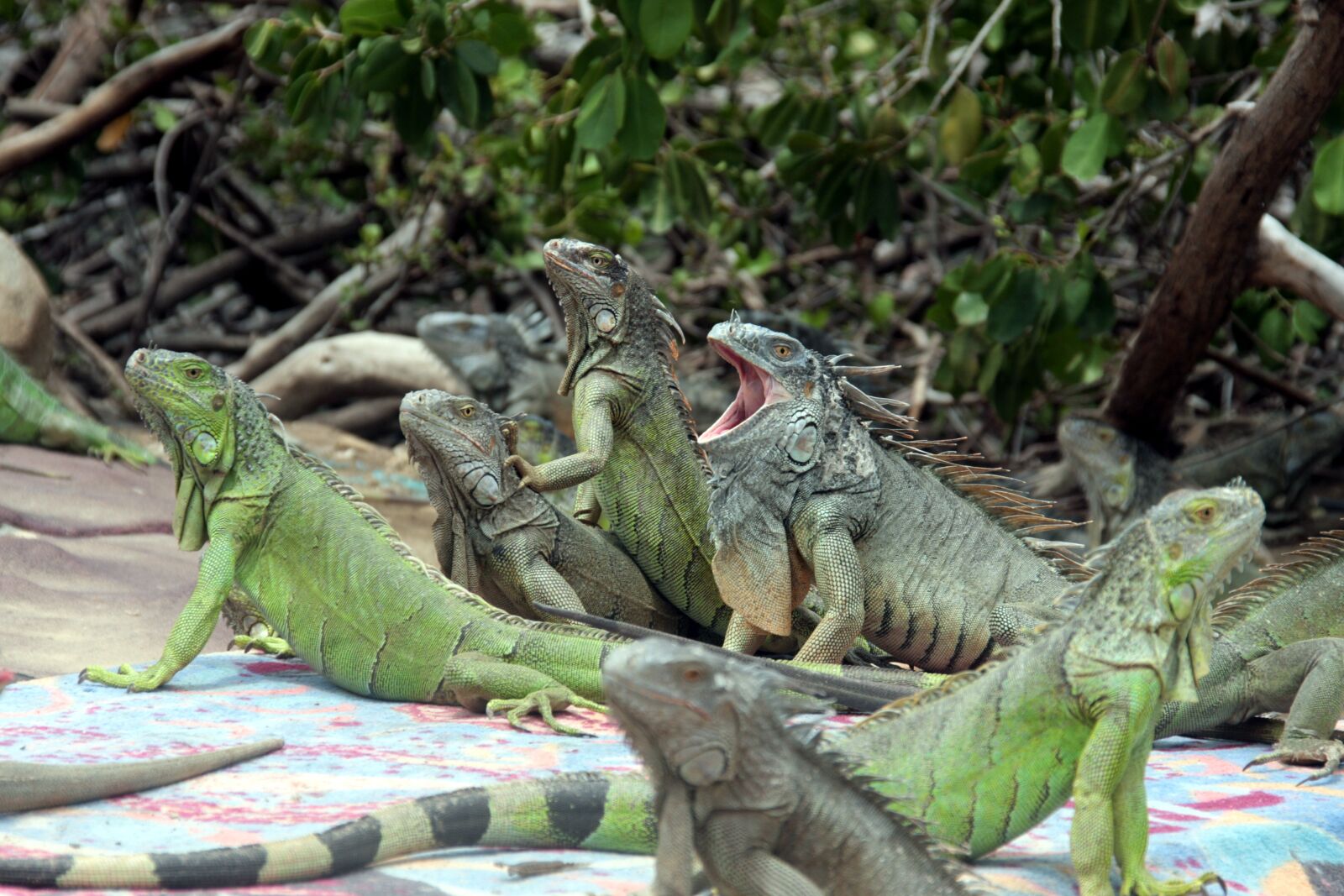 Canon EOS 40D sample photo. Iguana, lizard, green photography