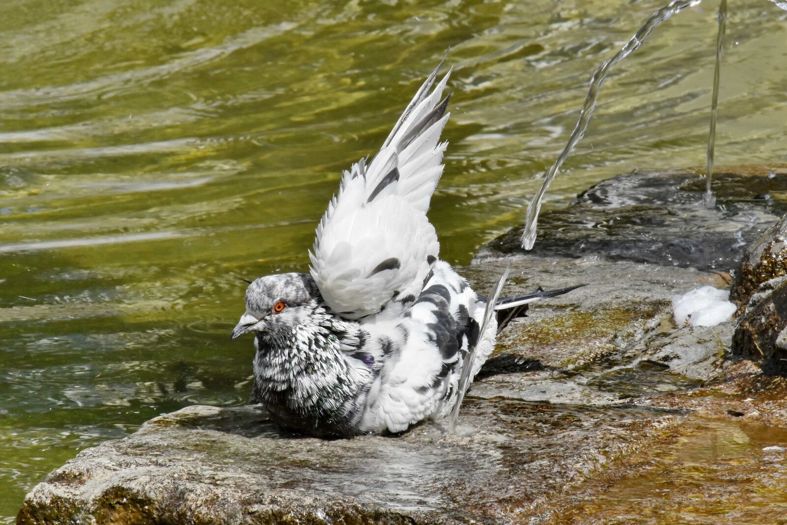 Nikon D5500 sample photo. Bathing, fountain, pigeon, urban photography