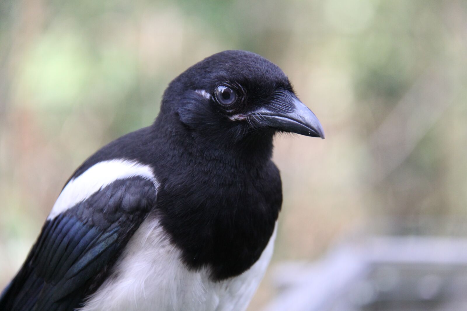 Canon EOS 50D sample photo. Bird, elster, raven bird photography