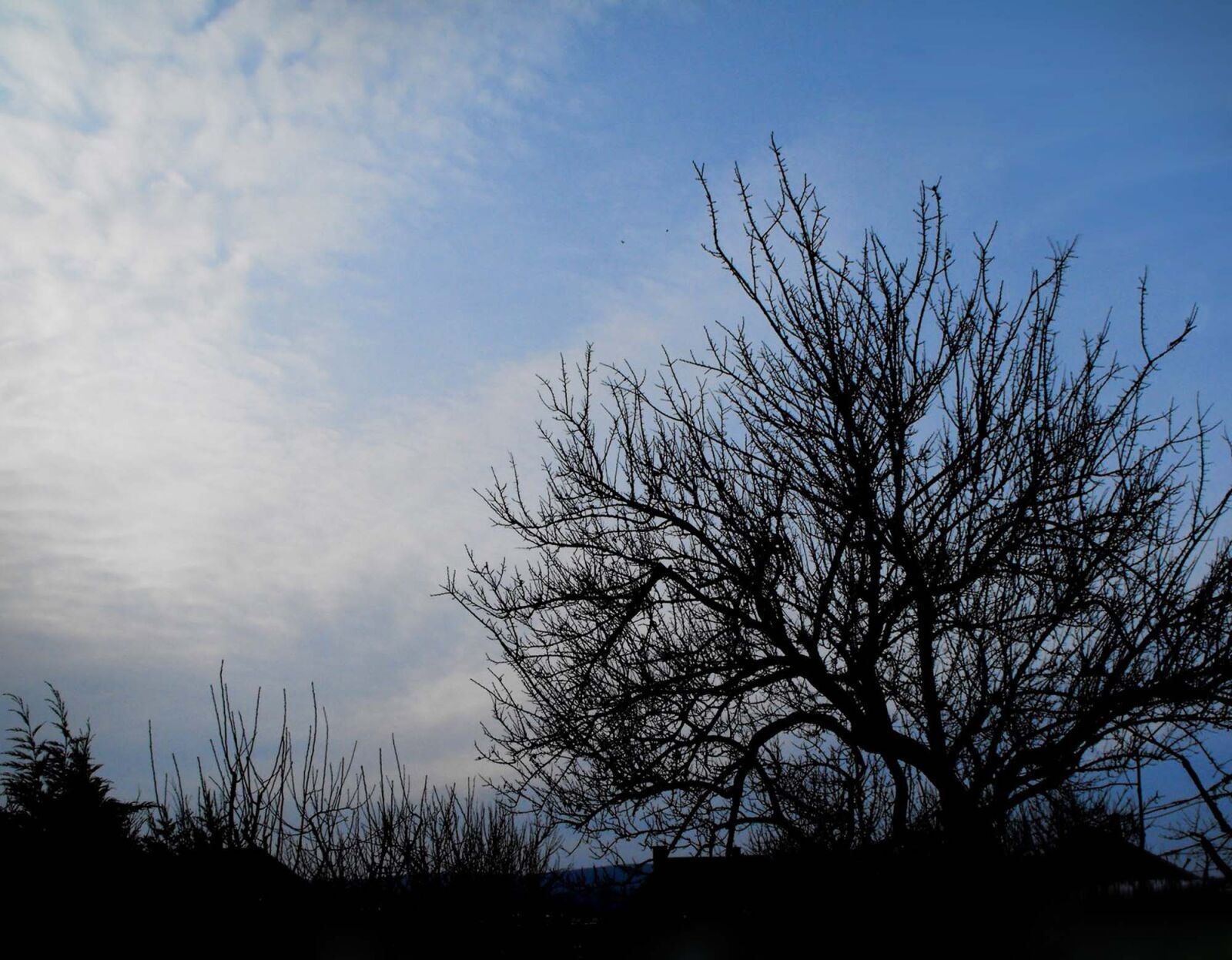 Fujifilm FinePix S1000fd sample photo. The sky, sky, tree photography