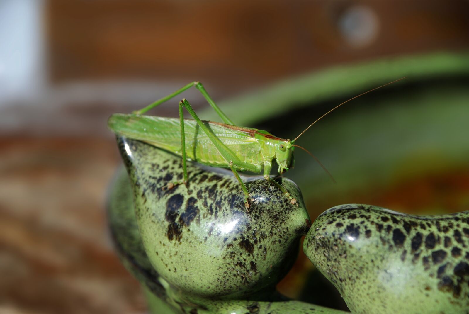 Nikon D80 sample photo. Grasshopper, insect, nature photography