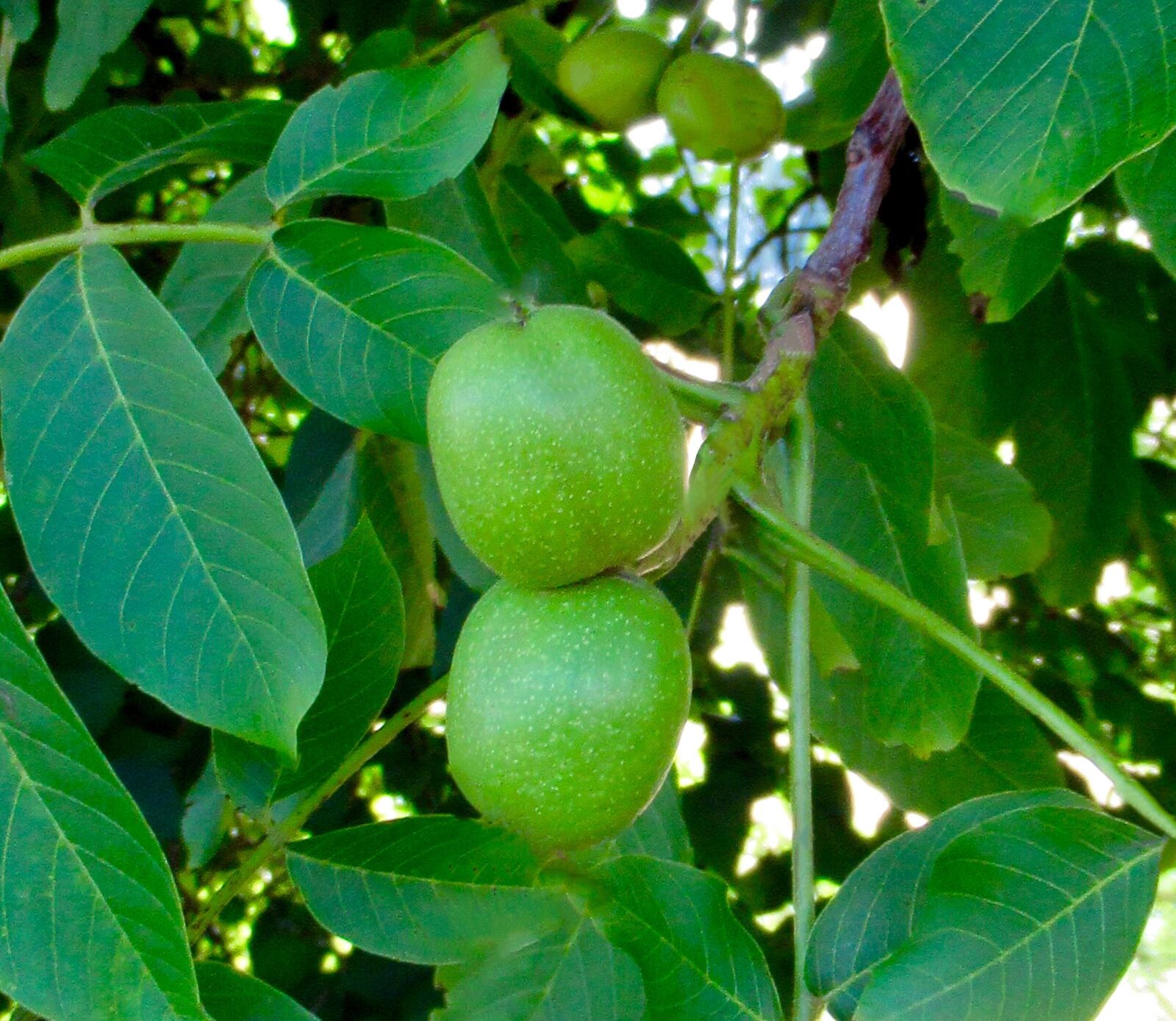 Canon PowerShot SX620 HS sample photo. Plant, walnut, tree photography