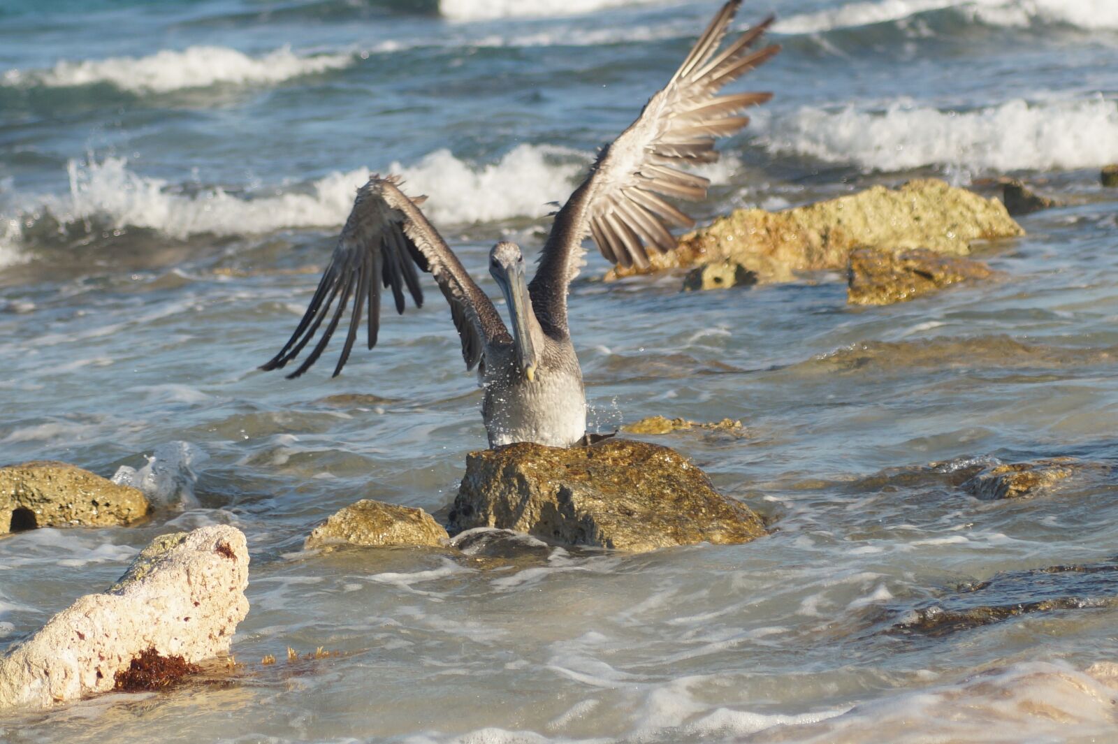 Sony SLT-A58 sample photo. Cancun, nature, paradise photography
