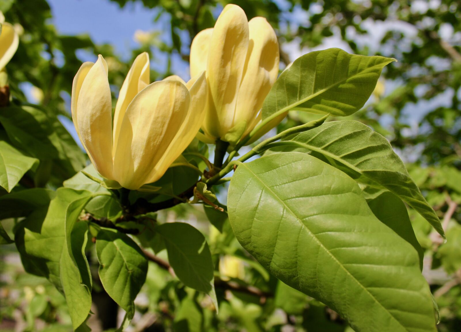 Canon EOS 550D (EOS Rebel T2i / EOS Kiss X4) sample photo. Flowers, yellow, spring photography