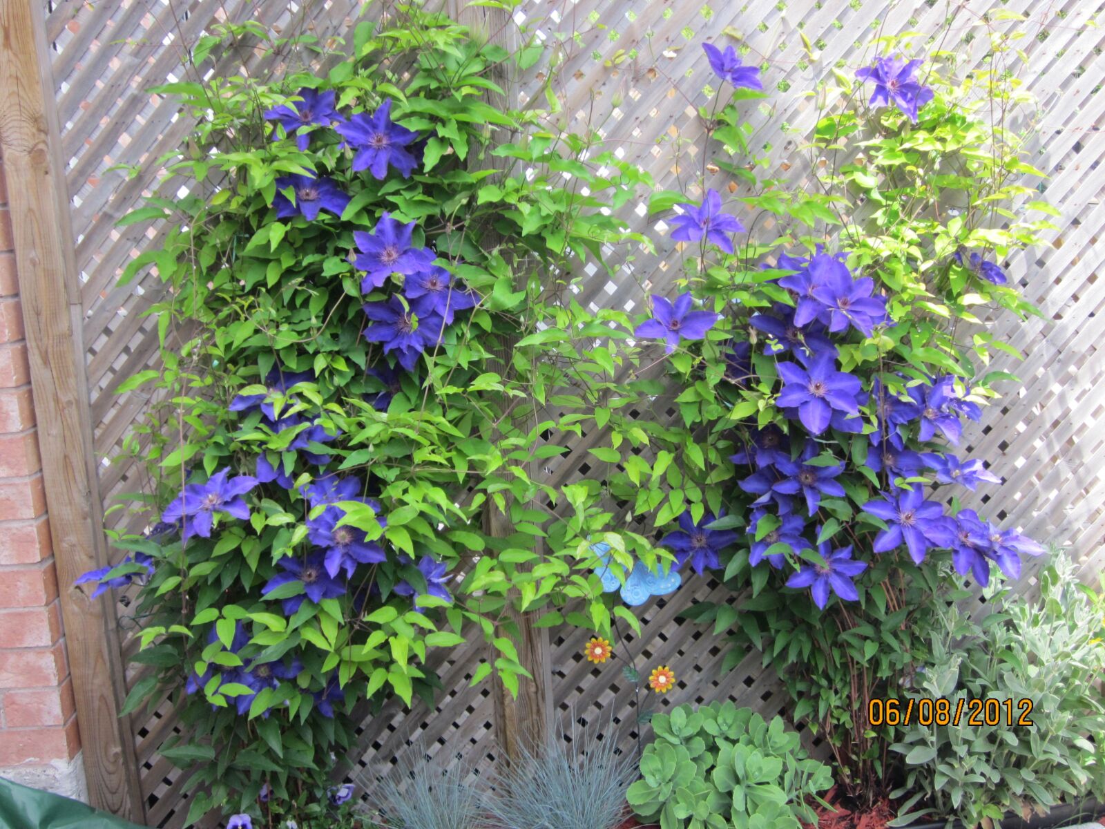 Canon PowerShot SD1300 IS (IXUS 105 / IXY 200F) sample photo. Flowers, clematis, bloom photography