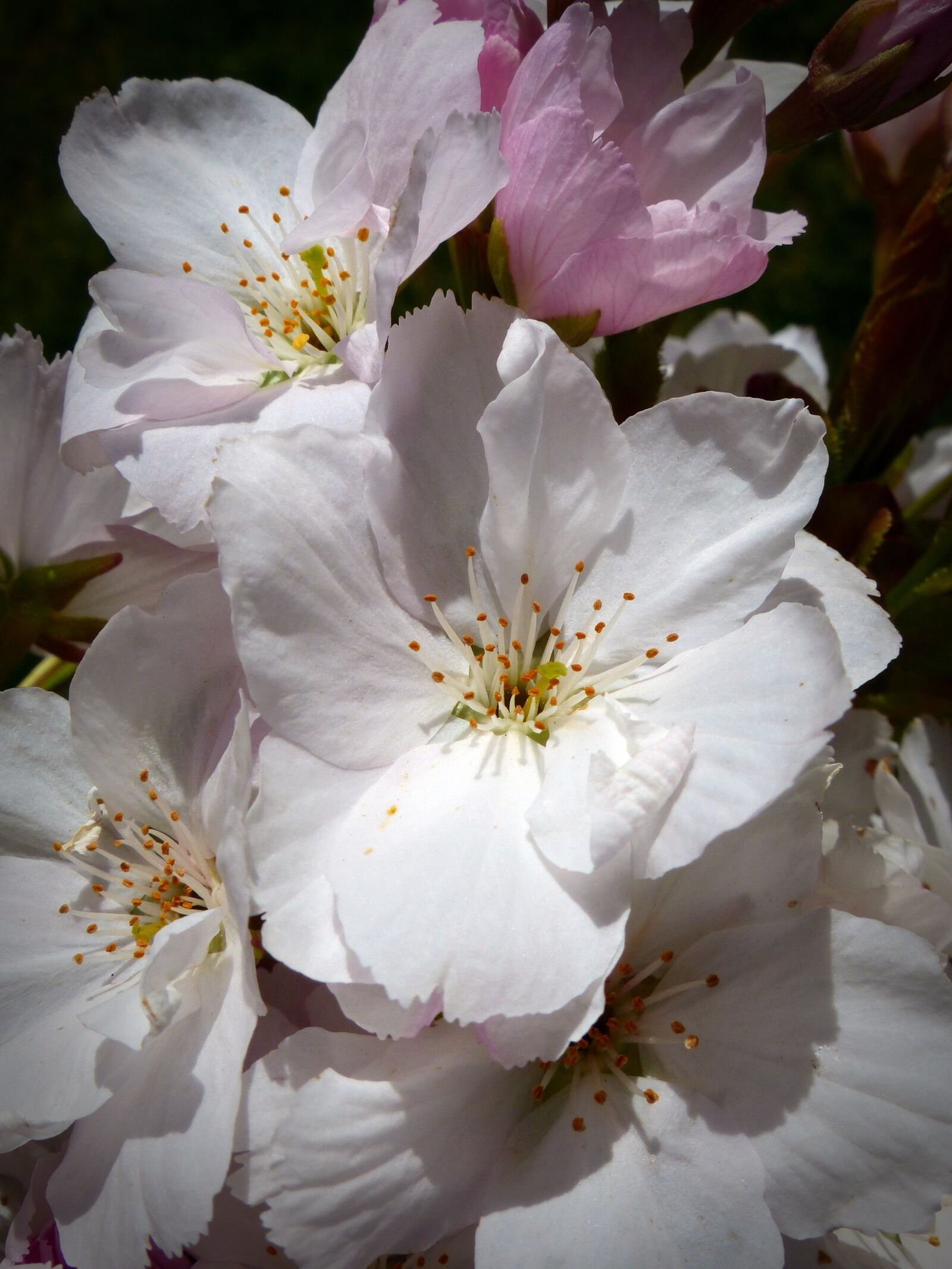 Panasonic Lumix DMC-FZ200 sample photo. Column cherry, japanese cherry photography