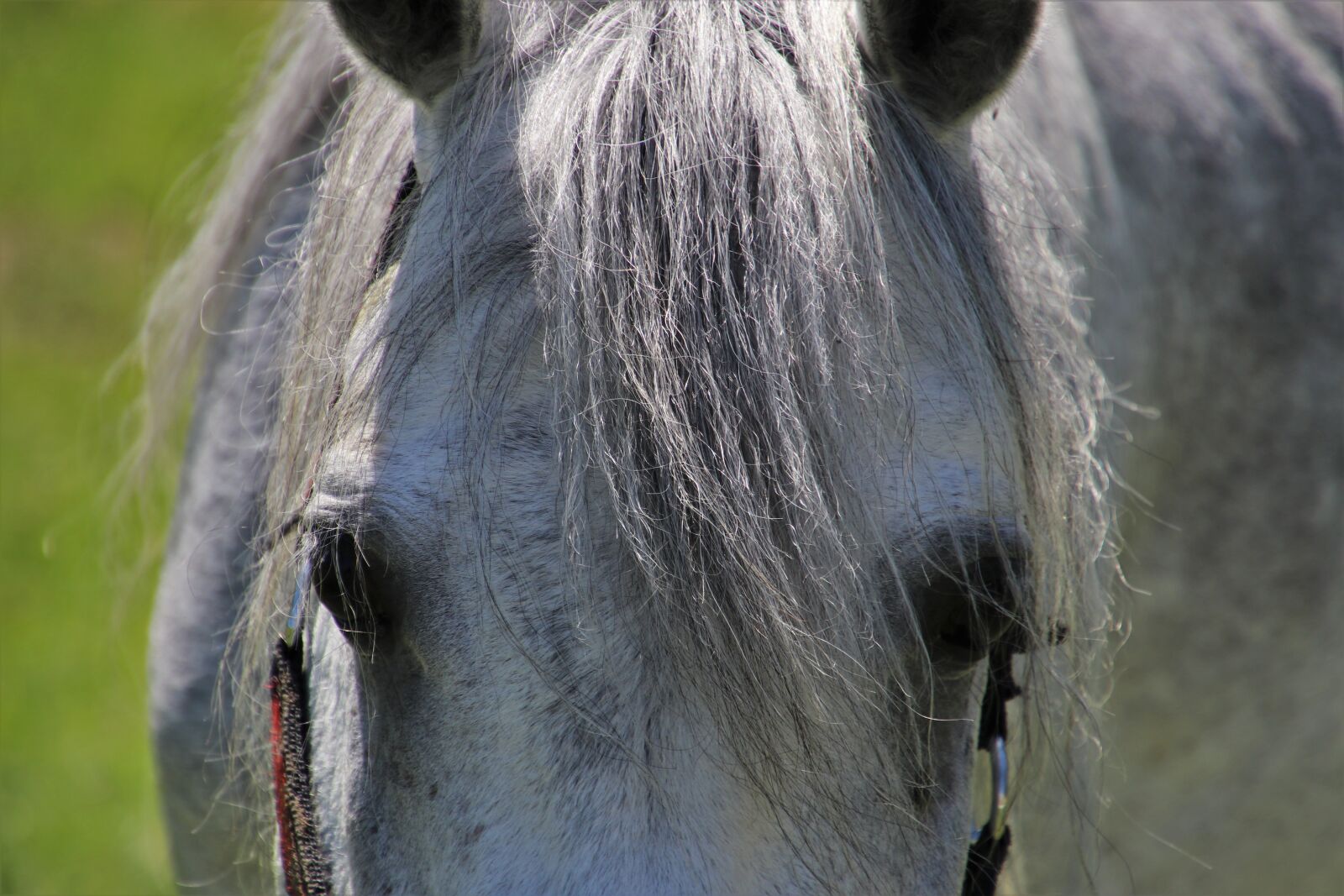 Canon EOS 80D sample photo. Mammal, the horse, head photography