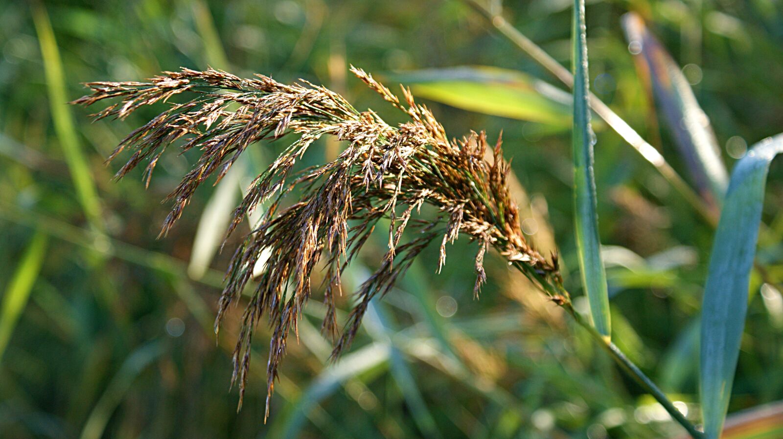Sony Alpha DSLR-A350 sample photo. Reed, morning, bending photography