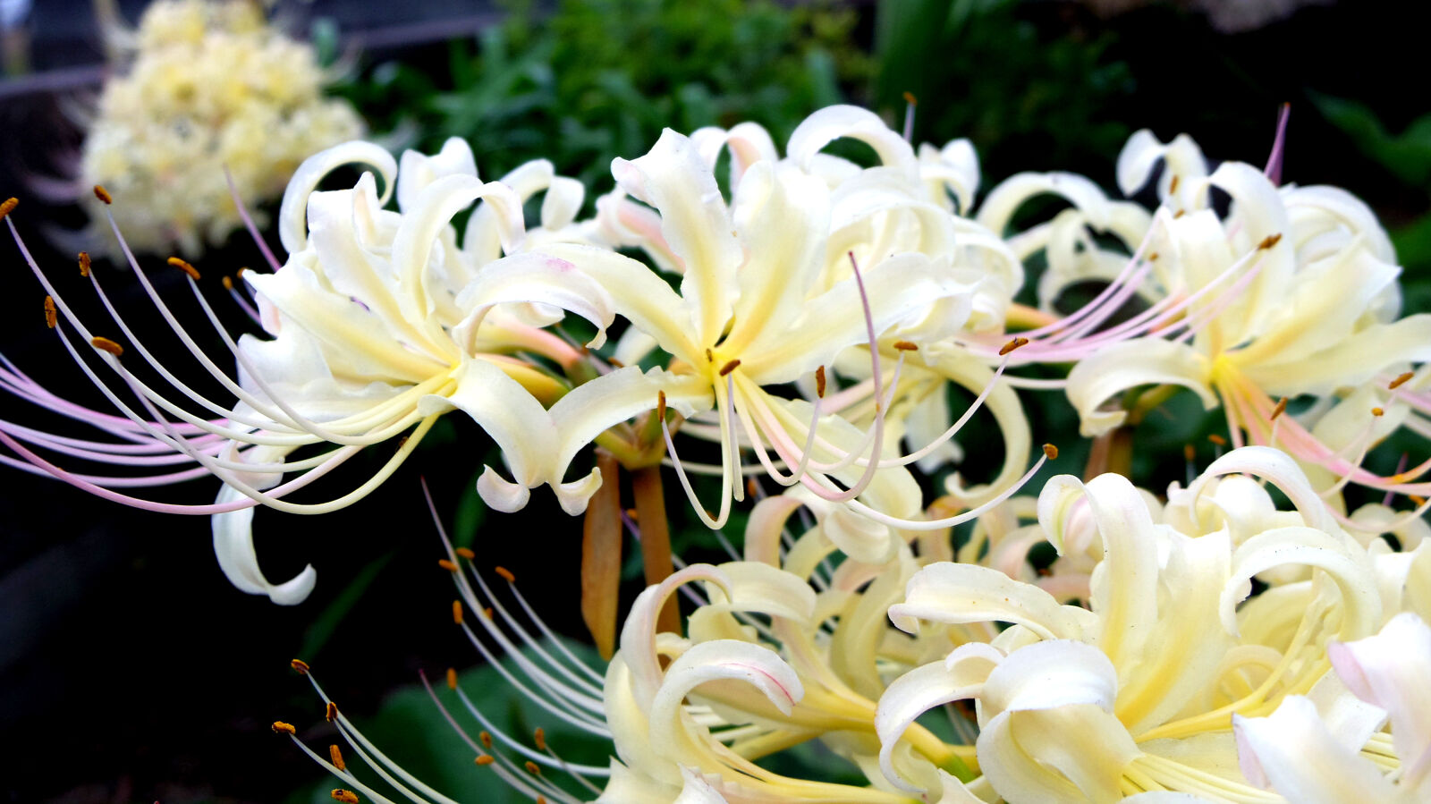 Pentax Q10 sample photo. Flower photography