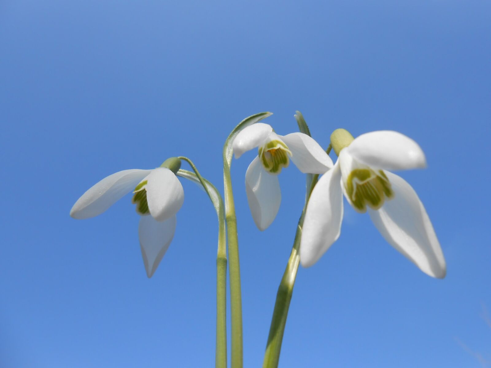 Nikon COOLPIX S2700 sample photo. Snowdrops, spring, white flowers photography