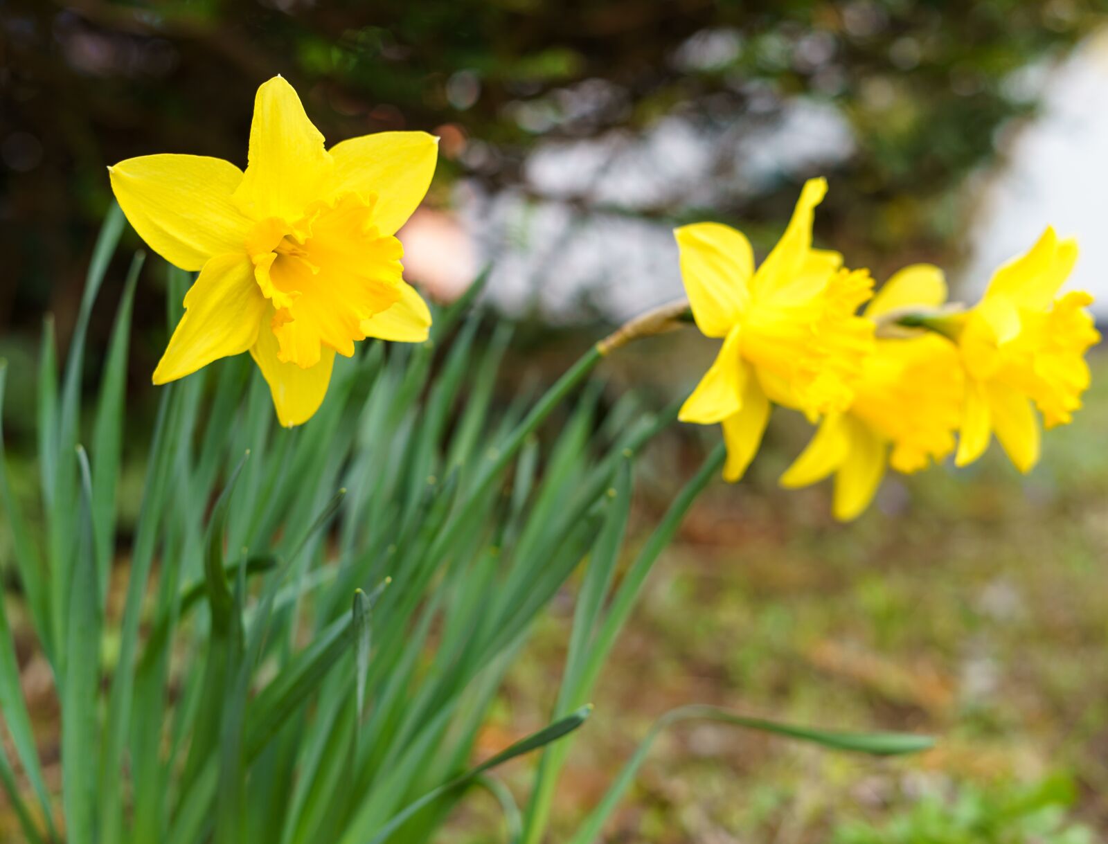 Sony a7 III + Sony FE 50mm F1.8 sample photo. Spring, flower, plant photography