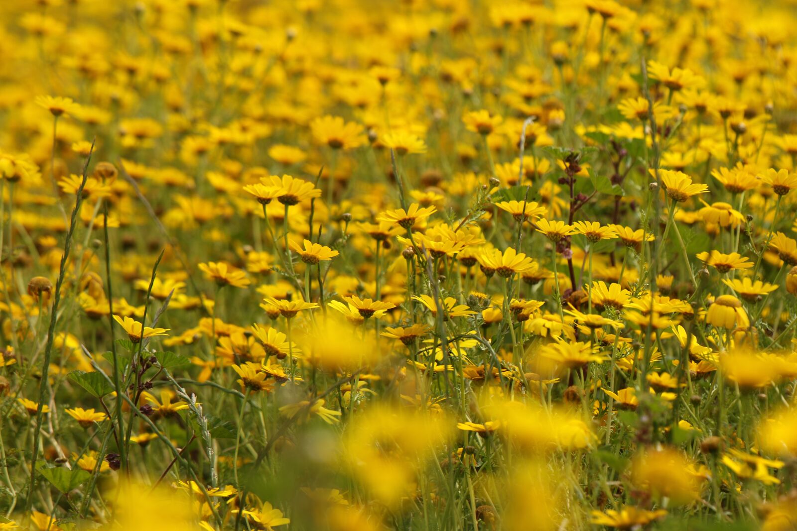 Canon EOS 7D Mark II sample photo. Flowers, chrysanthemum, bloom photography