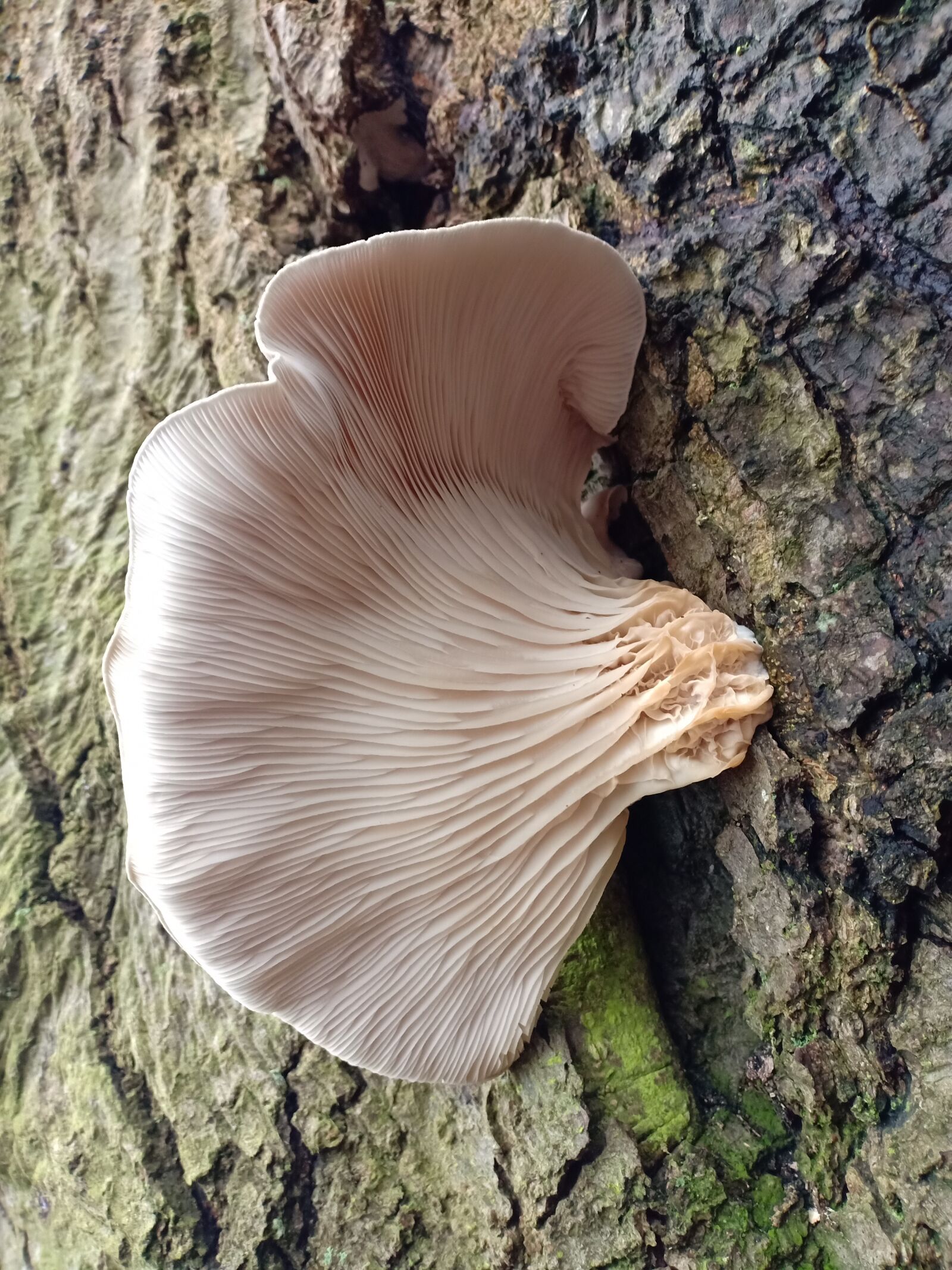 OPPO F7 sample photo. Oyster mushroom, pleurotus ostreatus photography