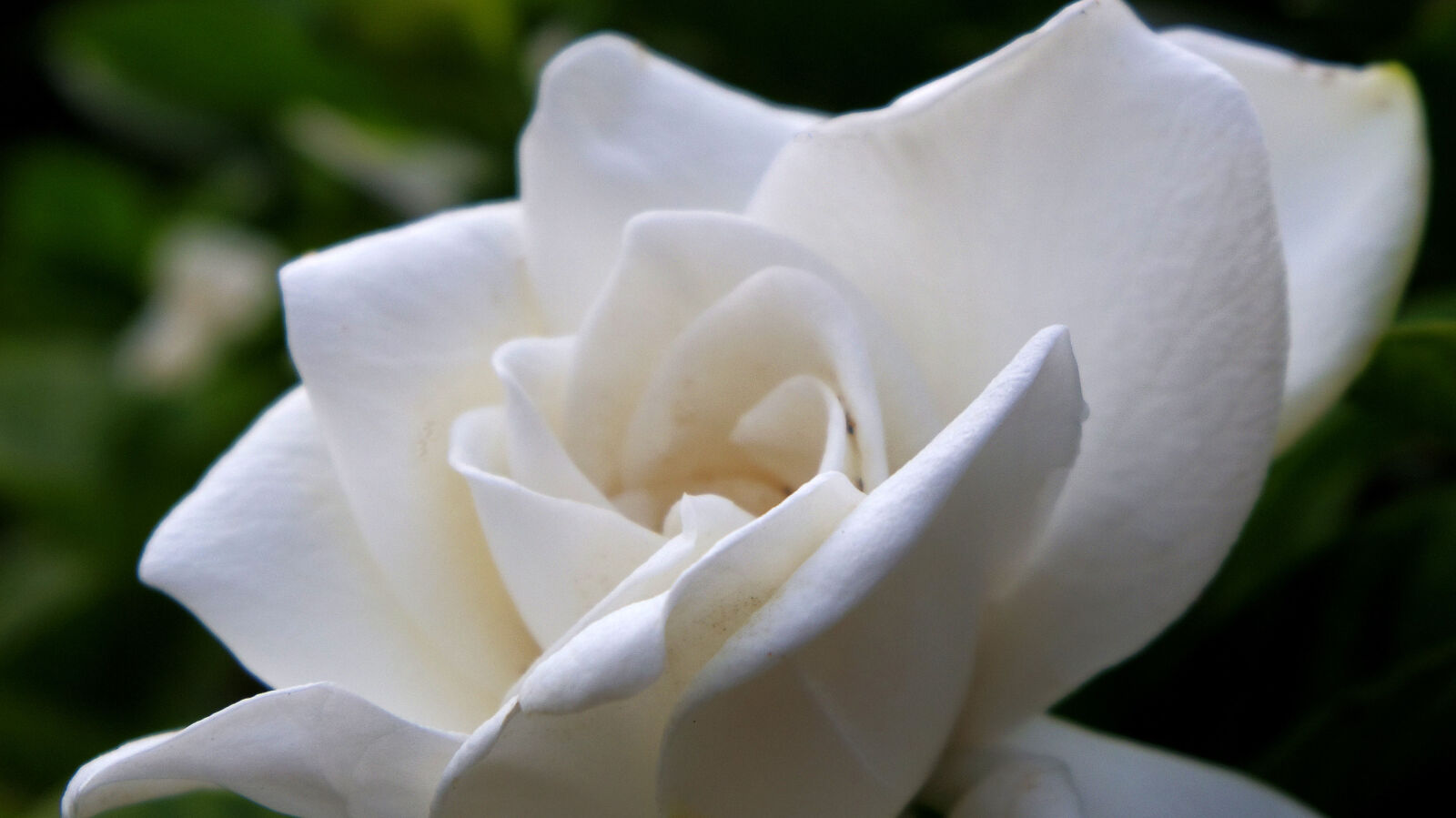 Pentax Q10 sample photo. Flower, gardenia photography