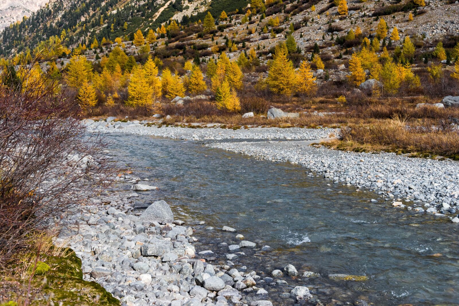 Nikon D810 sample photo. Autumn, larch, larch discoloration photography