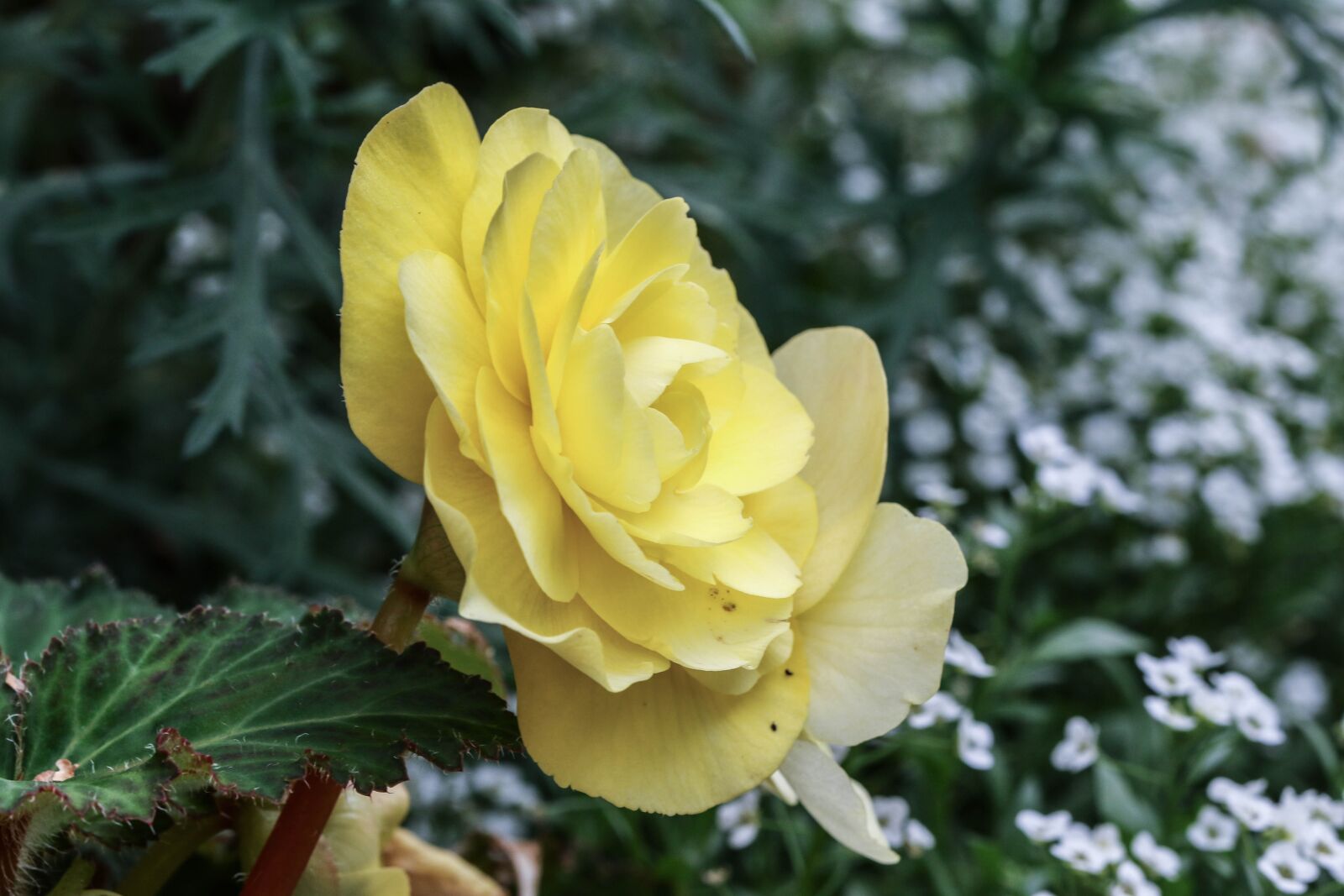 Canon EOS 7D Mark II sample photo. Flower, rose, yellow photography