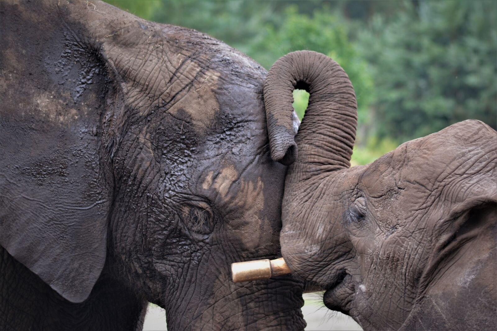 Nikon D5200 sample photo. Elephant, elephant heads, elephant photography