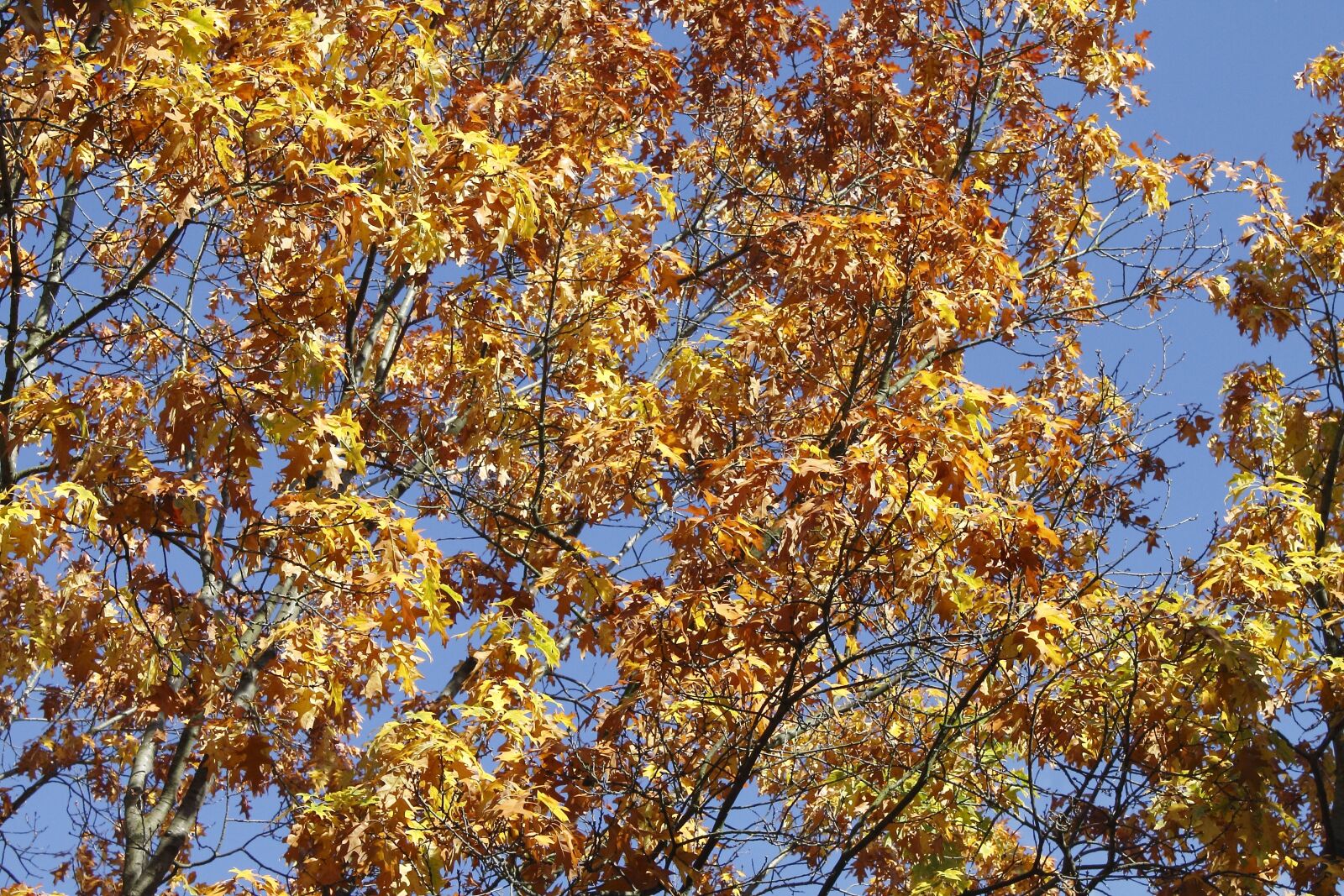 Canon EOS 1100D (EOS Rebel T3 / EOS Kiss X50) sample photo. Leaves, tree, autumn photography