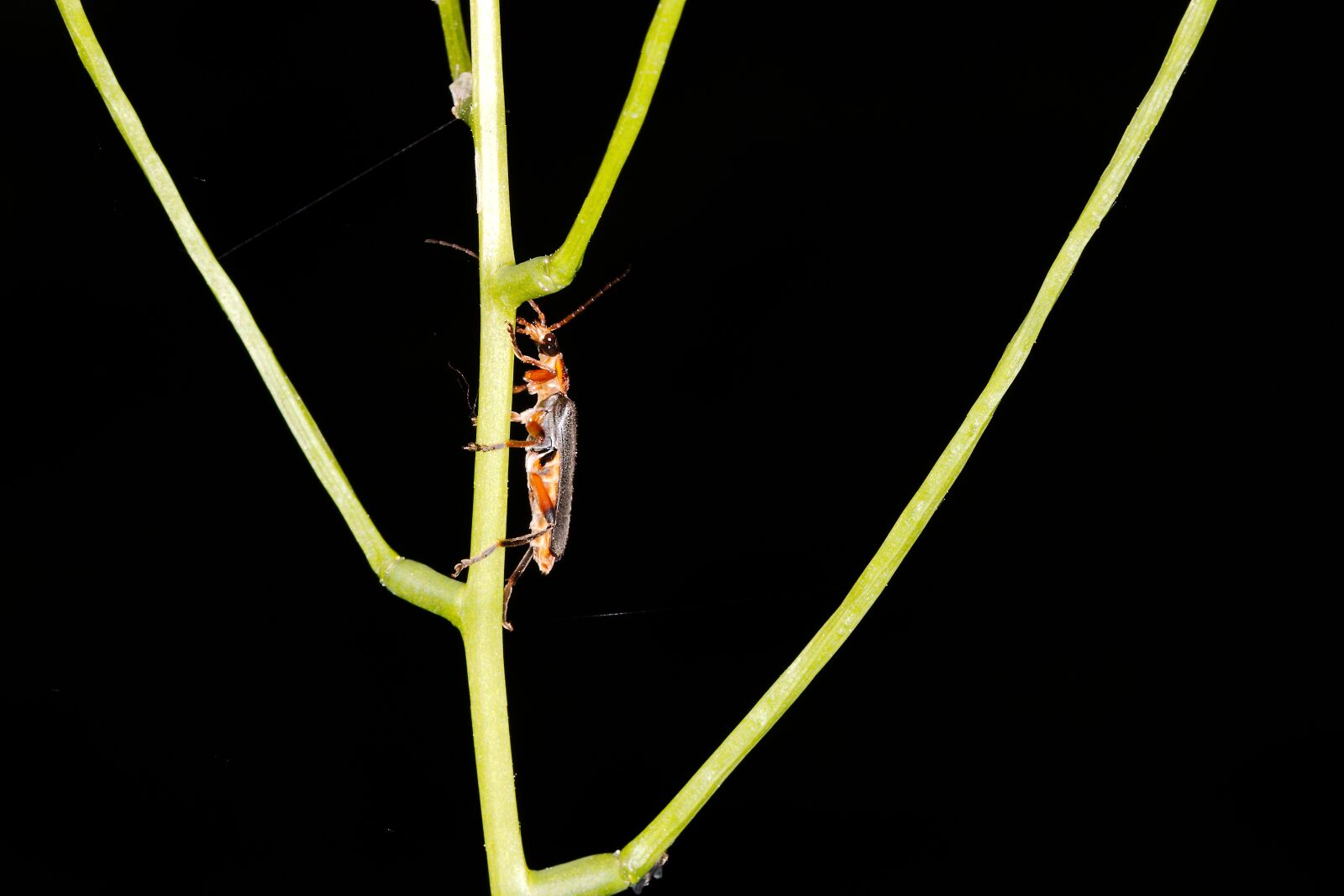 Canon EOS 70D sample photo. Insect, nature, leaf photography