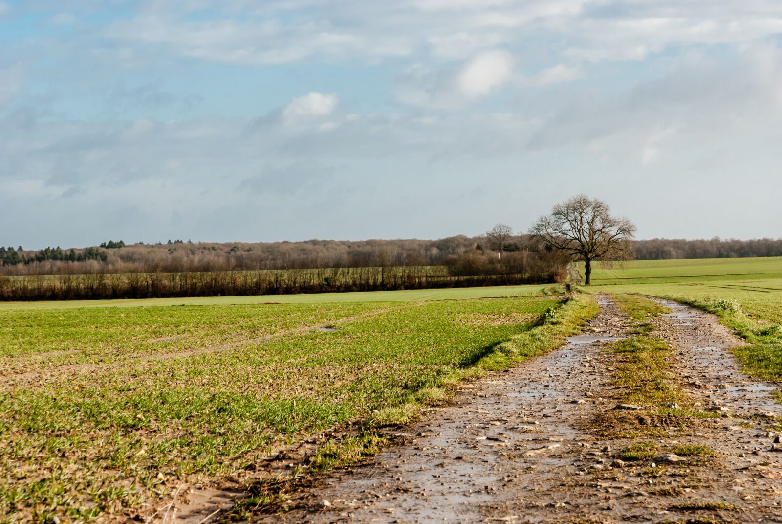 Nikon D80 sample photo. Landscape, field, nature photography