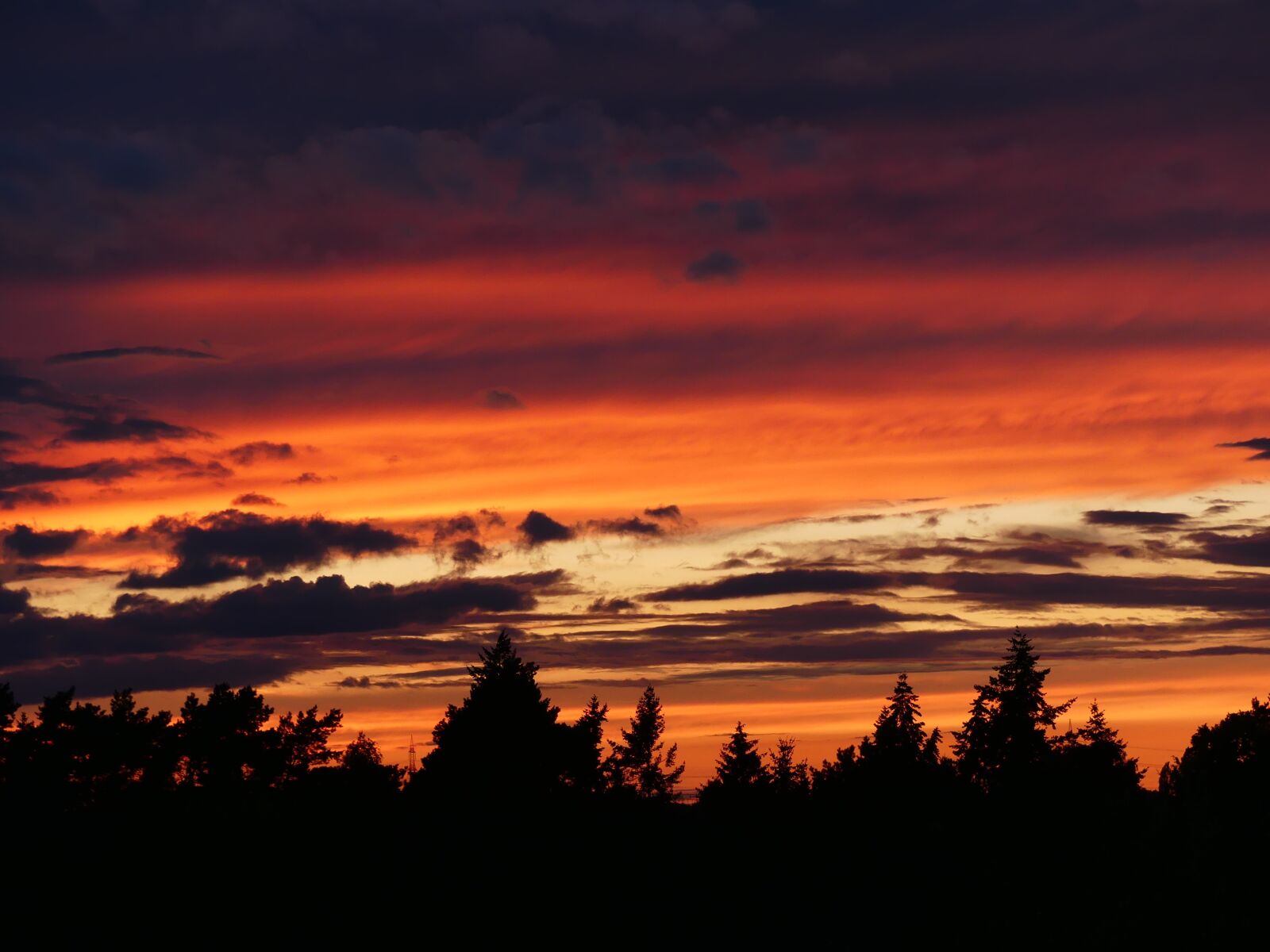 Panasonic Lumix DMC-FZ300 sample photo. Sunset, firs, conifers photography