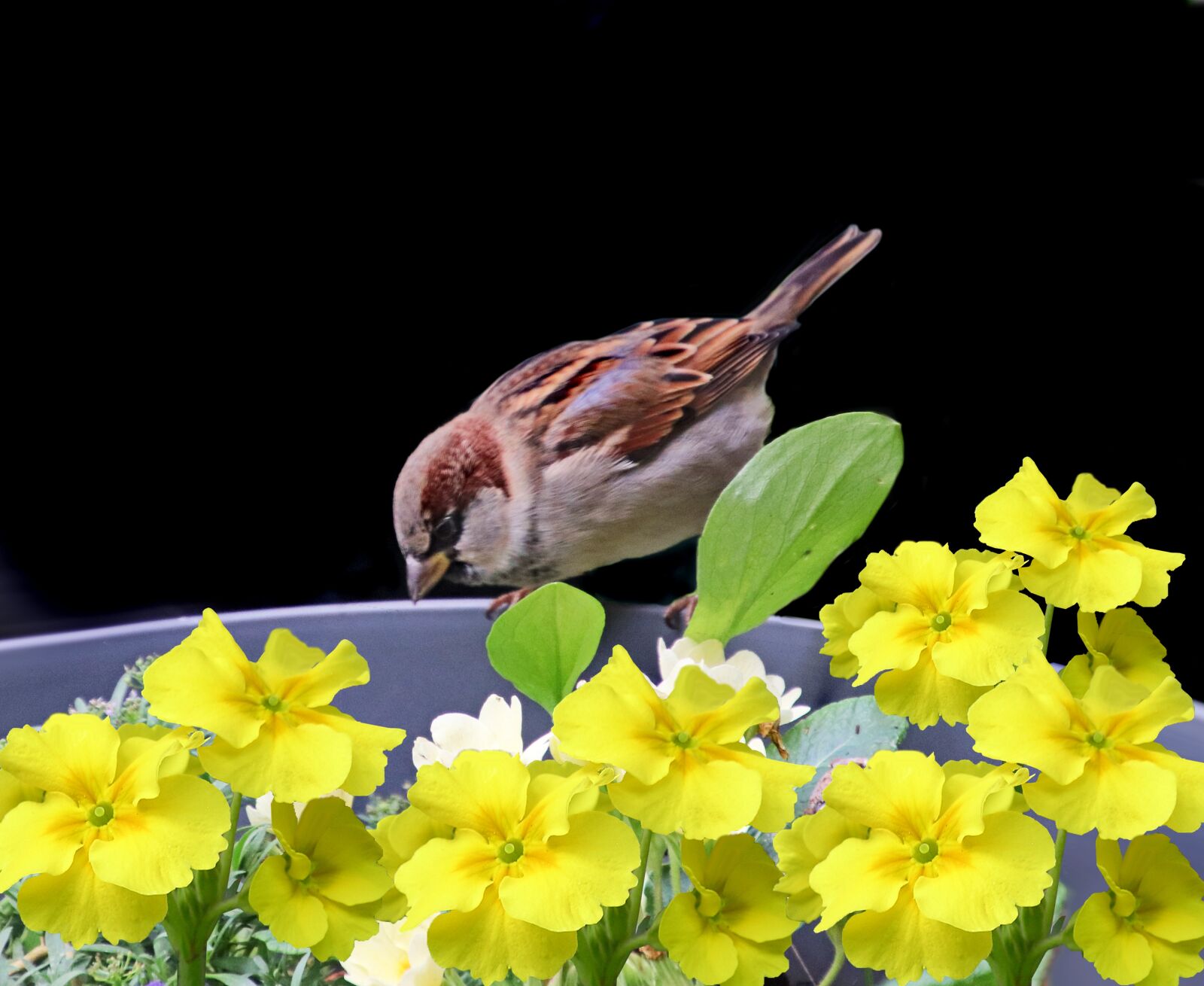 Canon EOS 800D (EOS Rebel T7i / EOS Kiss X9i) + Tamron 18-400mm F3.5-6.3 Di II VC HLD sample photo. Bird, sparrow, flowers photography