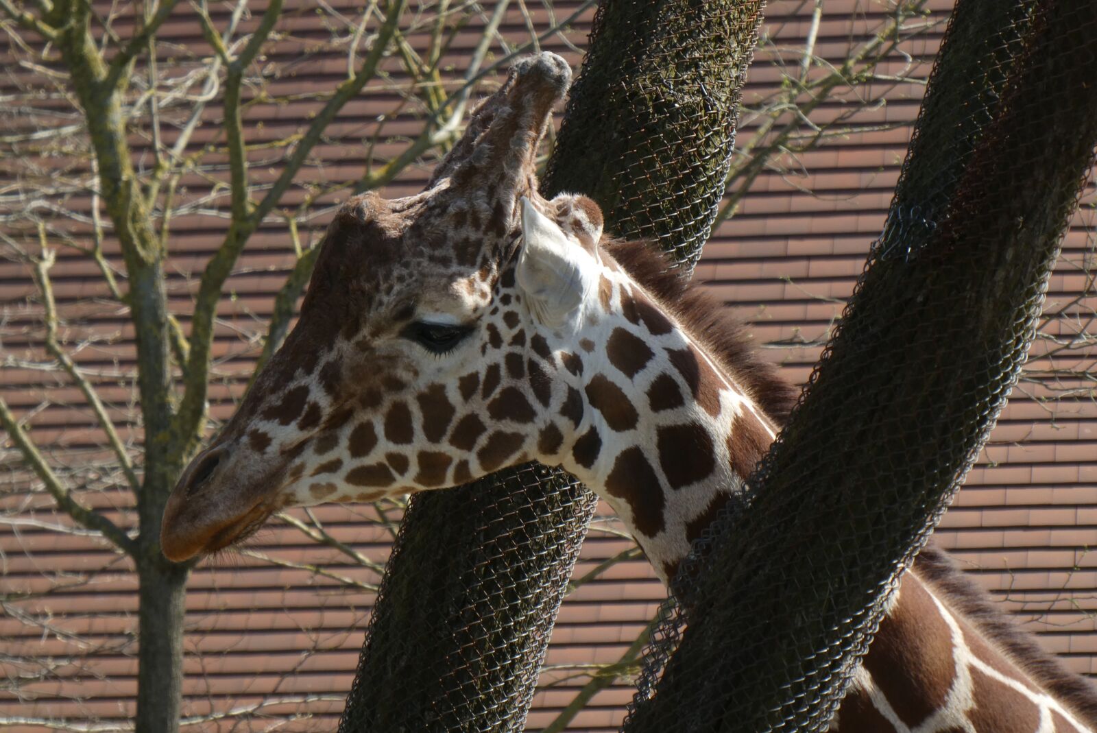 Panasonic Lumix DC-ZS70 (Lumix DC-TZ90) sample photo. Giraffe, zoo, blijdorp photography