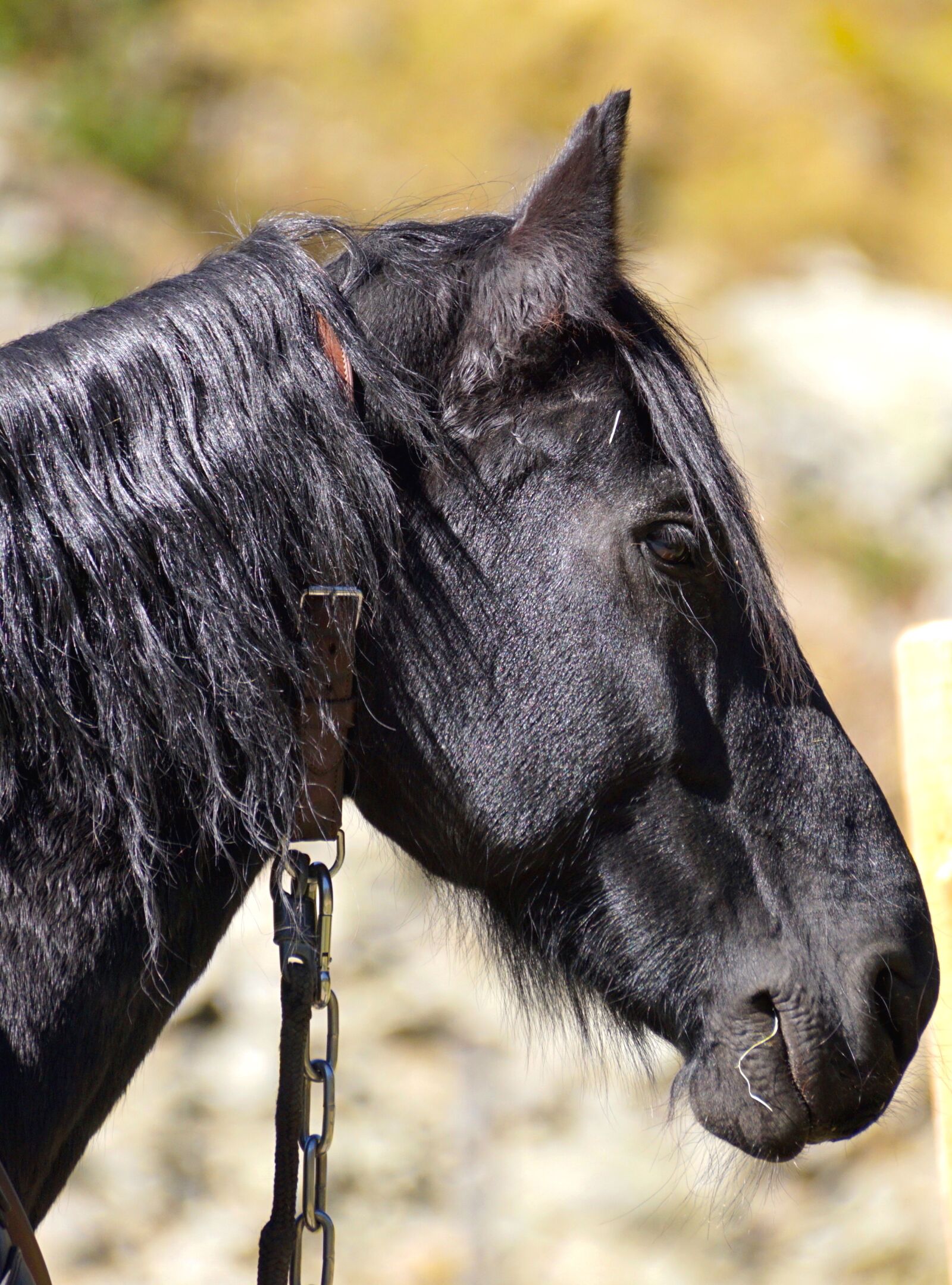 Sony DT 55-300mm F4.5-5.6 SAM sample photo. Draft horse, black, stallion photography