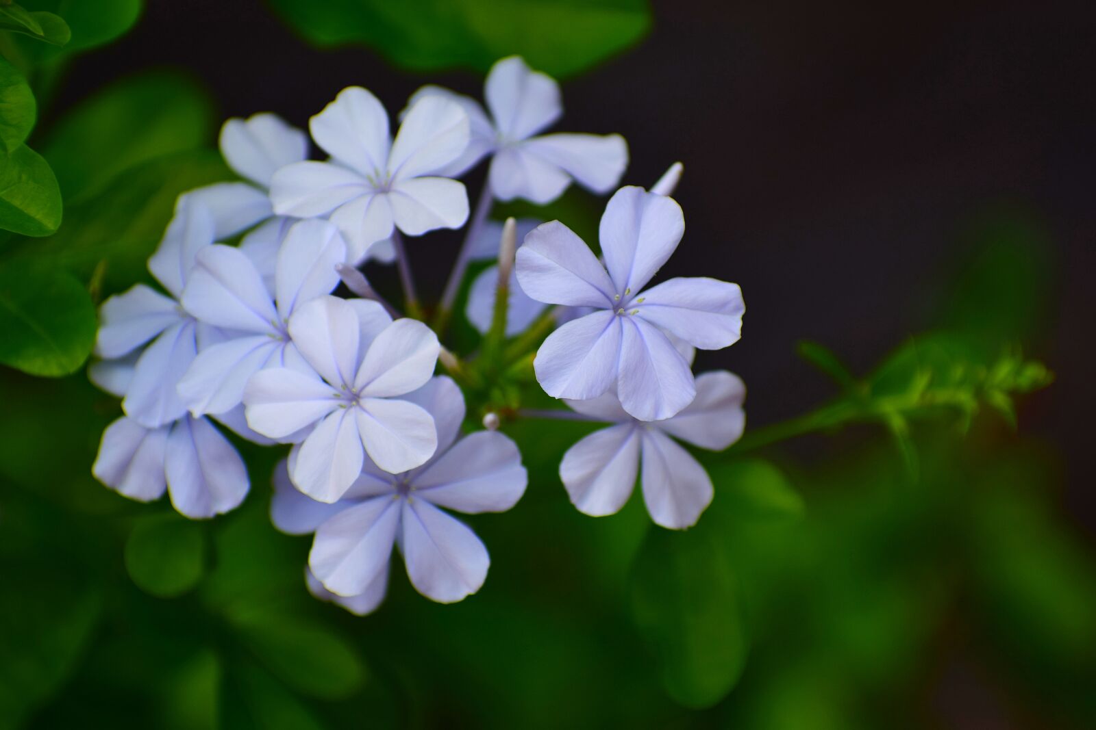 Nikon D3300 sample photo