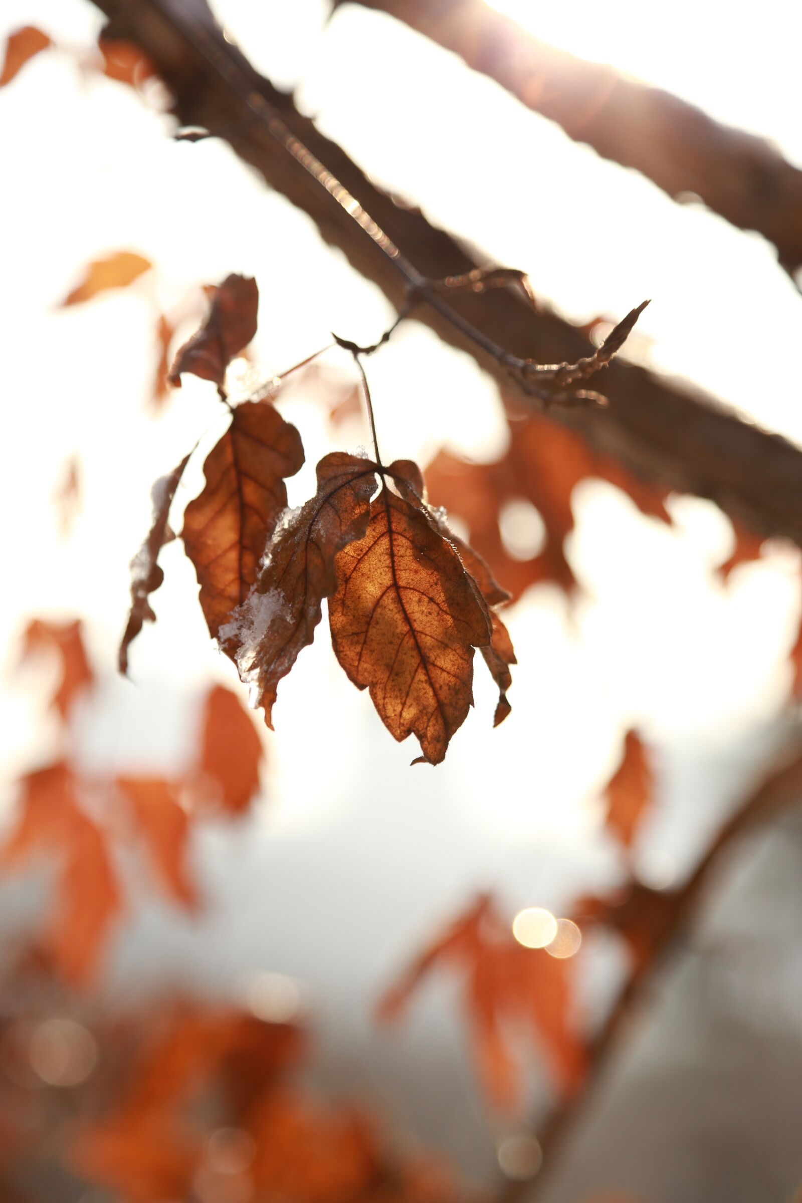 Canon EOS 6D + Canon EF 24-105mm F4L IS USM sample photo. Leaves, leaf, autumn photography